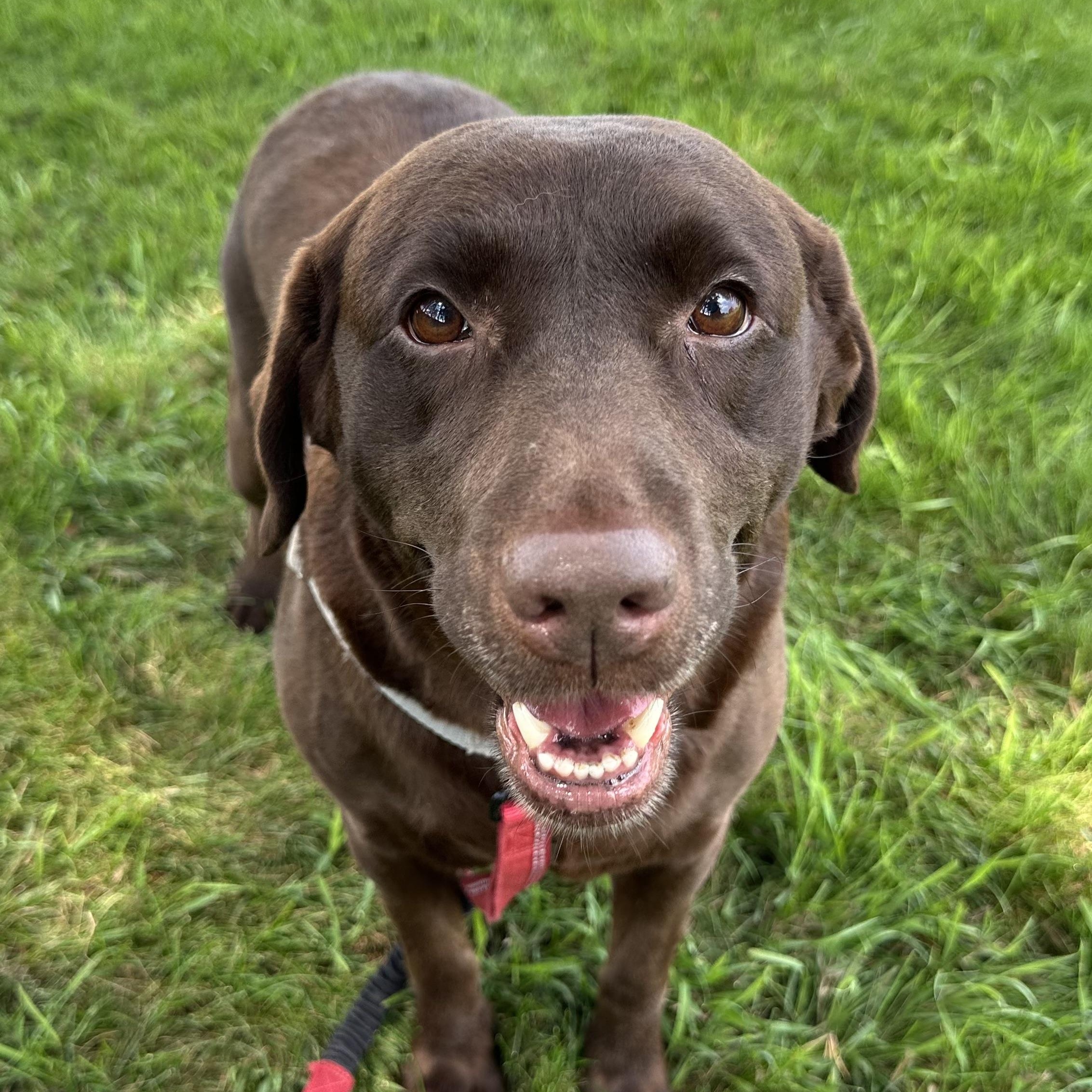 Shane - Foster Home Needed