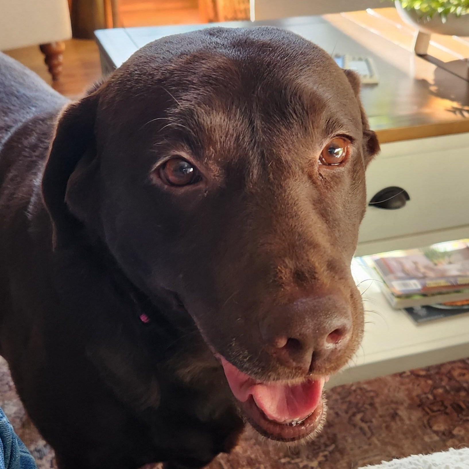 Shane , Adoptable, Adult Female Chocolate Labrador Retriever.