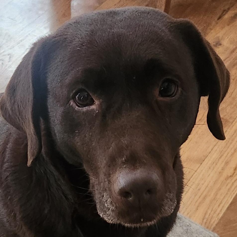 Enlarge Shane , a Adoptable Chocolate Labrador Retriever in Hartland, WI image 3/6