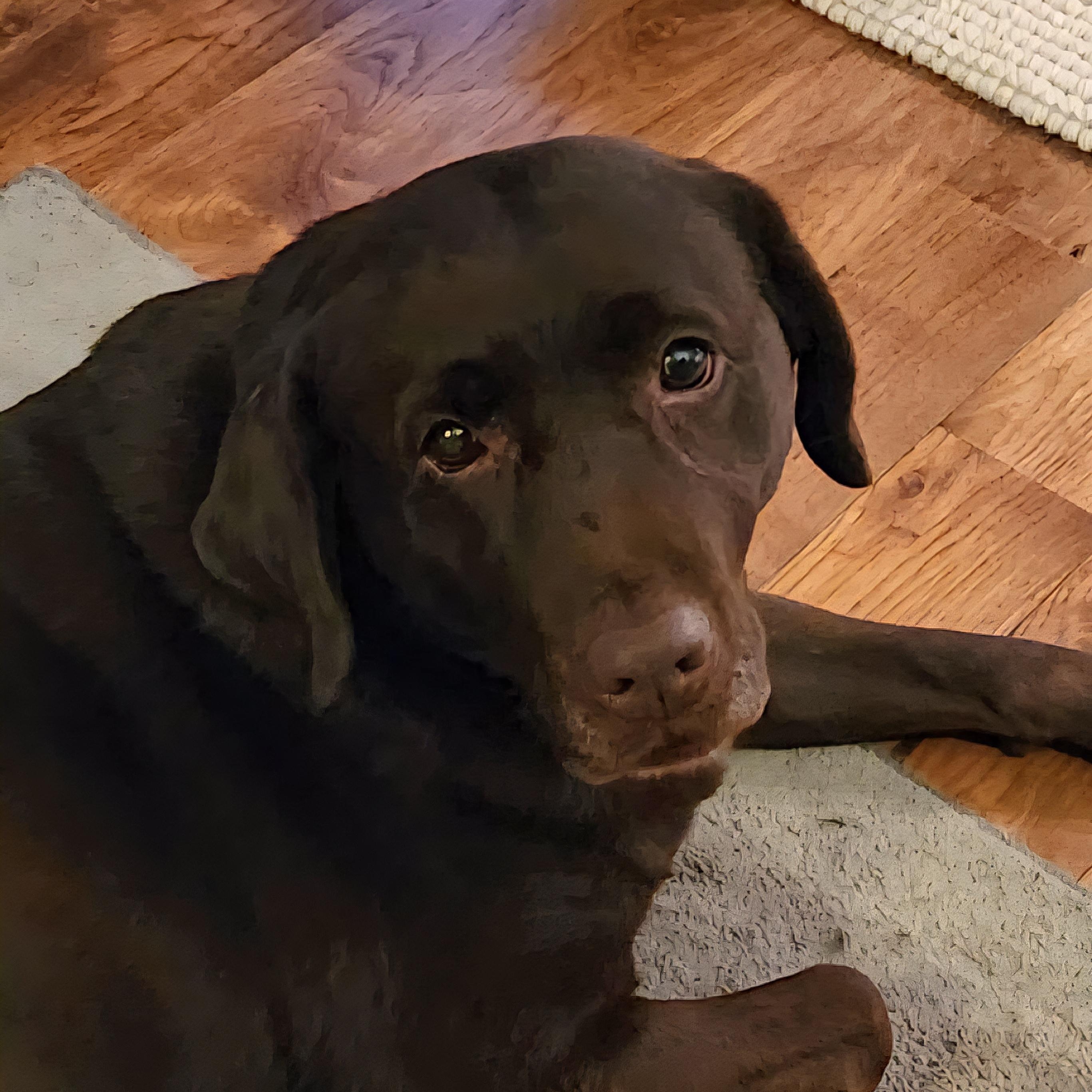 Enlarge Shane , a Adoptable Chocolate Labrador Retriever in Hartland, WI image 1/6