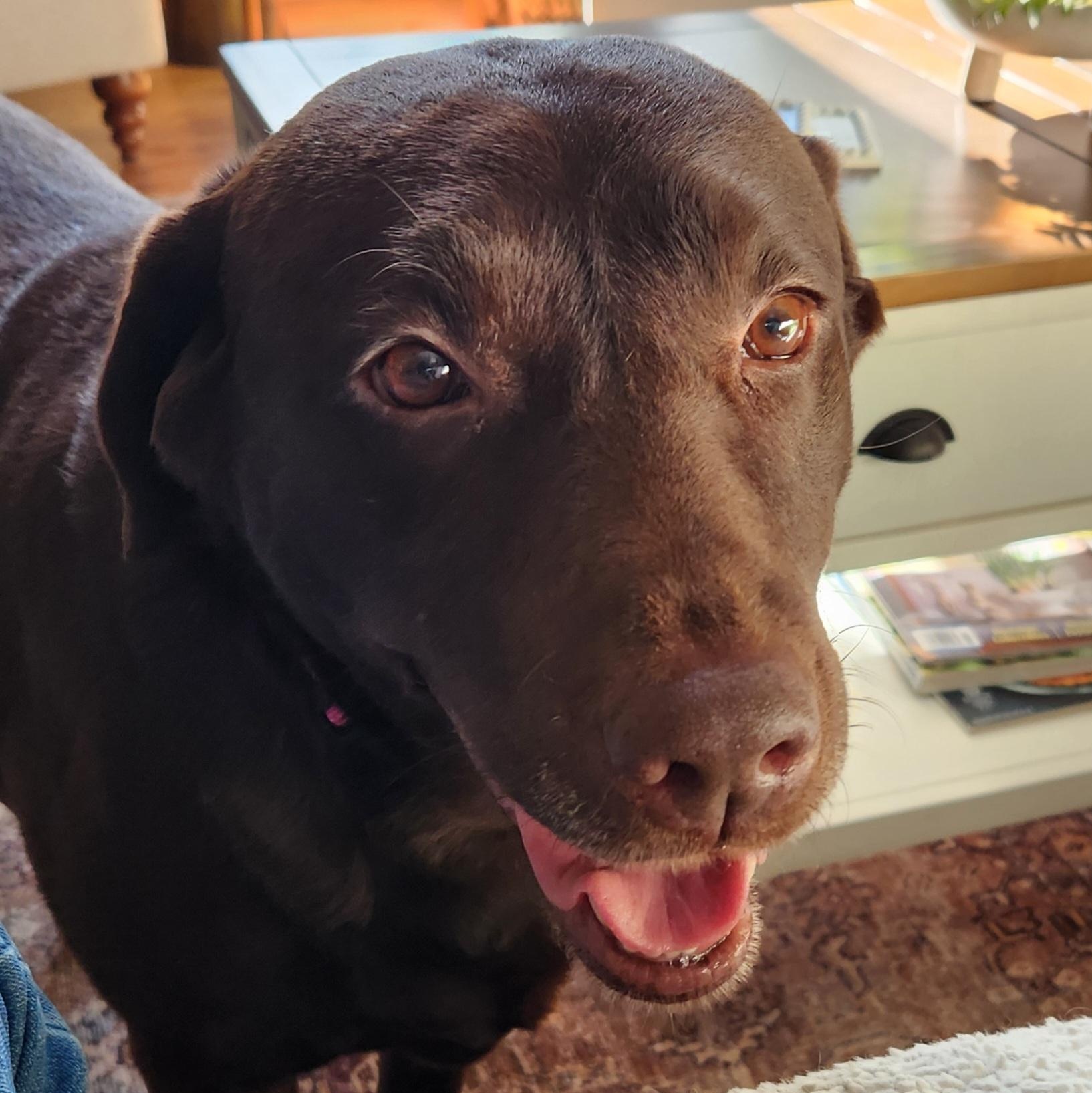 Shane , Adoptable, Adult Female Chocolate Labrador Retriever.