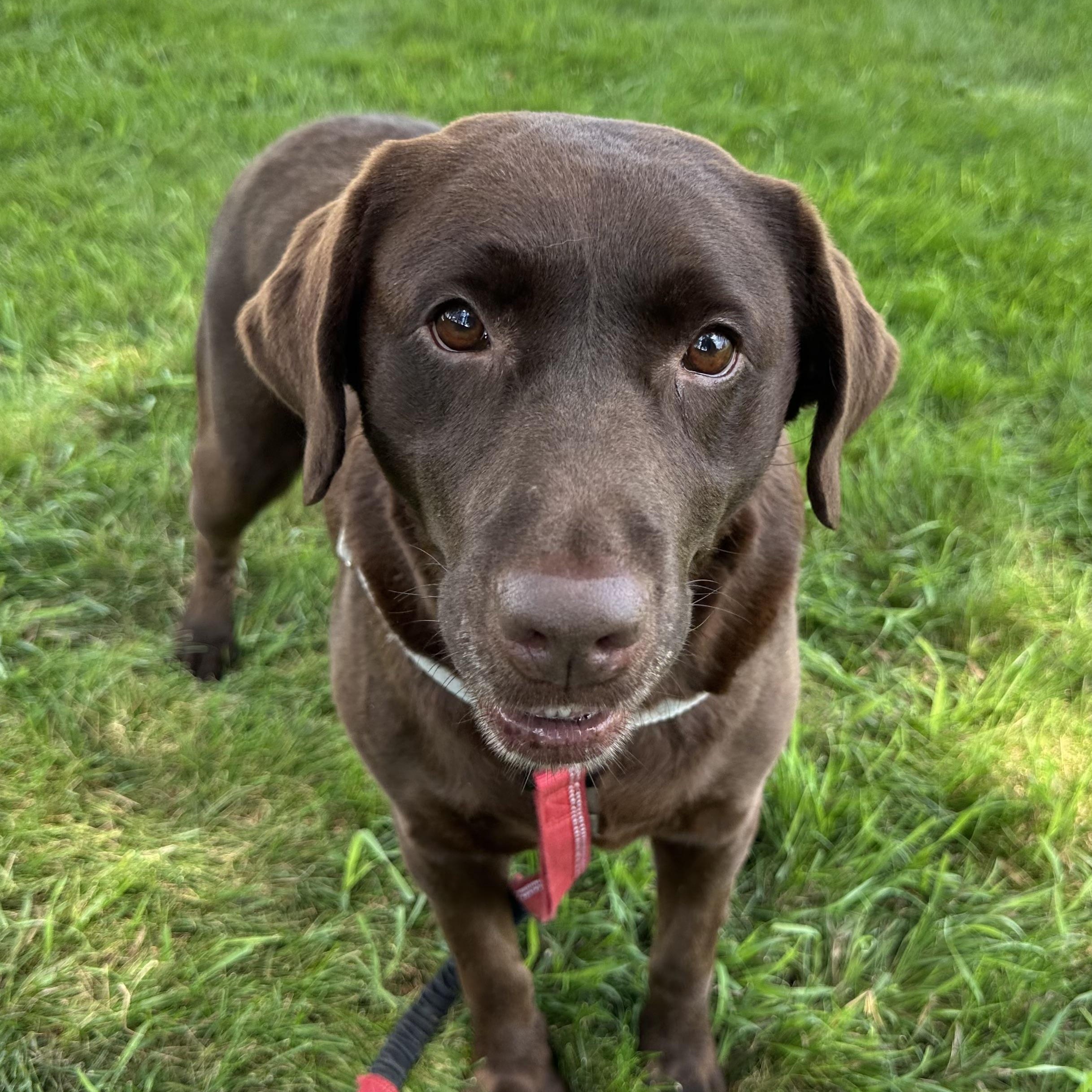 Shane - Foster Home Needed