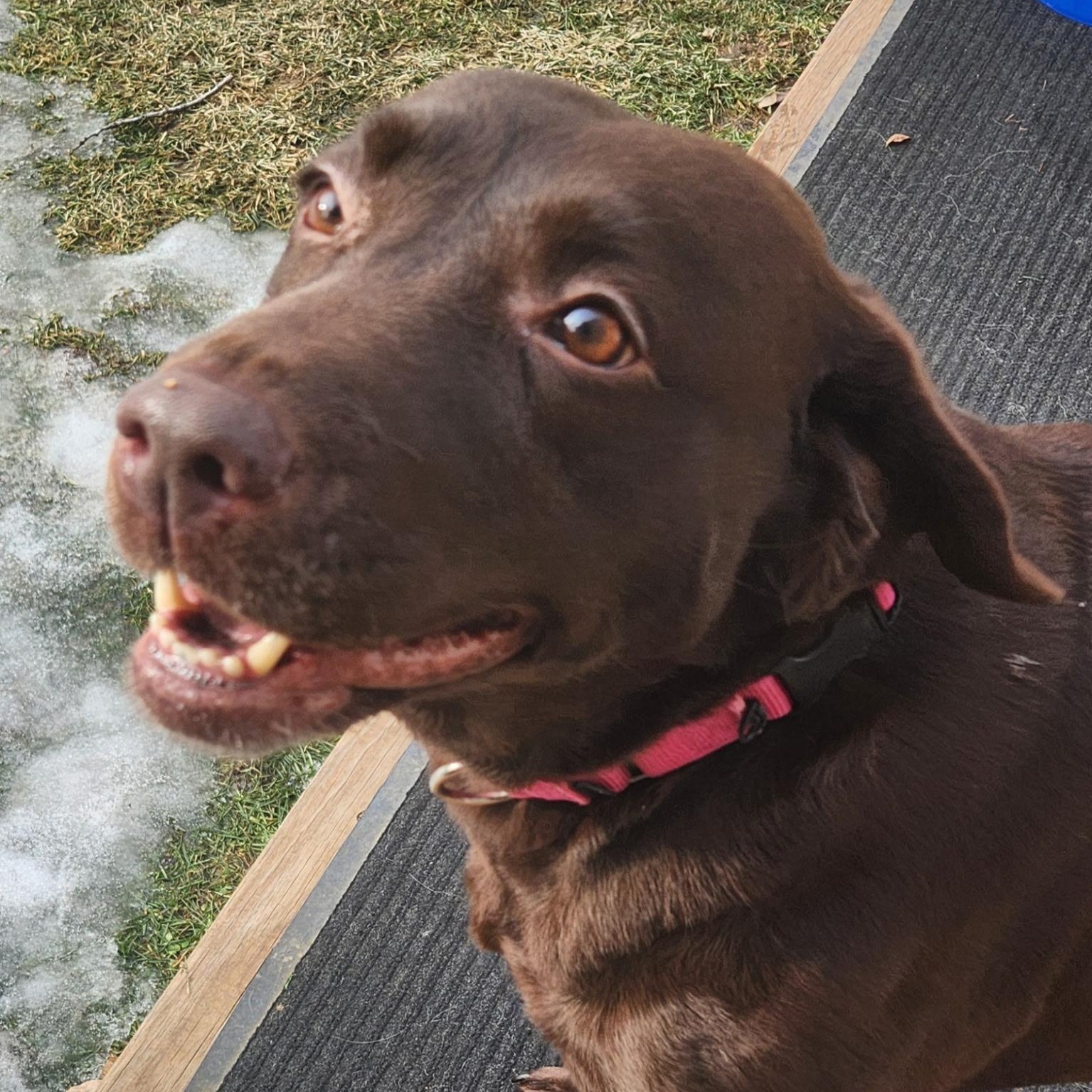 Enlarge Shane , a Adoptable Chocolate Labrador Retriever in Hartland, WI image 1/6