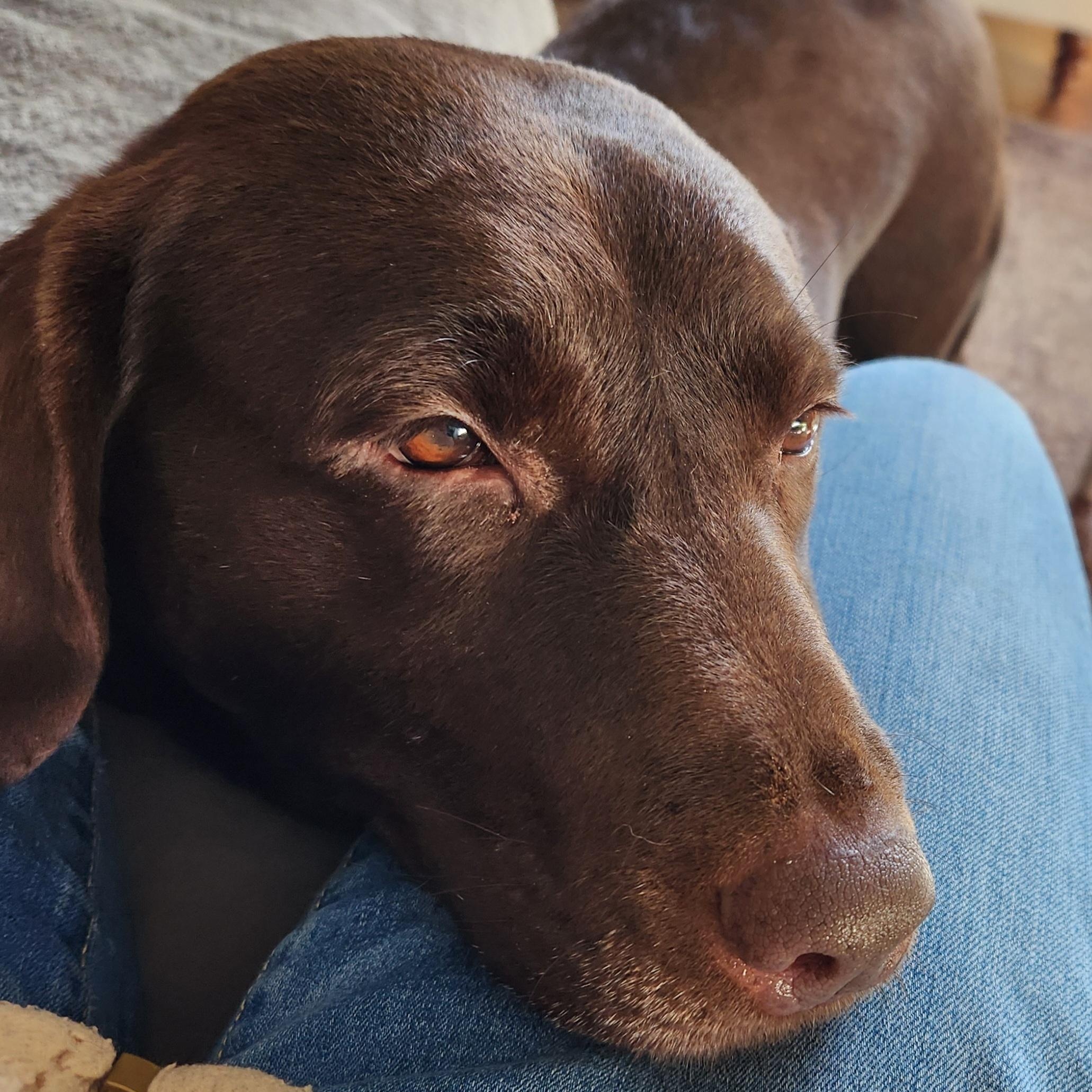 Enlarge Shane , a Adoptable Chocolate Labrador Retriever in Hartland, WI image 4/6