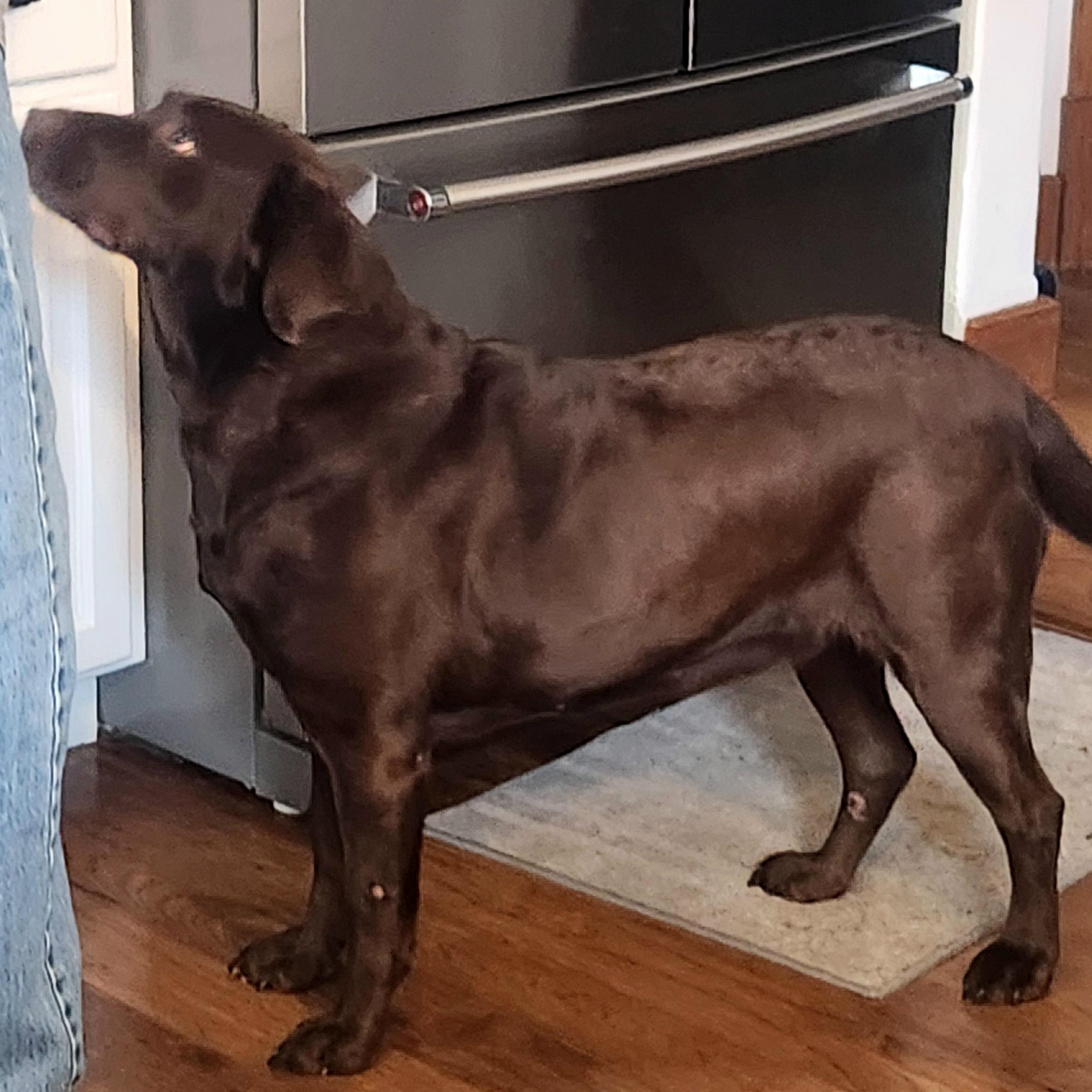 Enlarge Shane , a Adoptable Chocolate Labrador Retriever in Hartland, WI image 5/6
