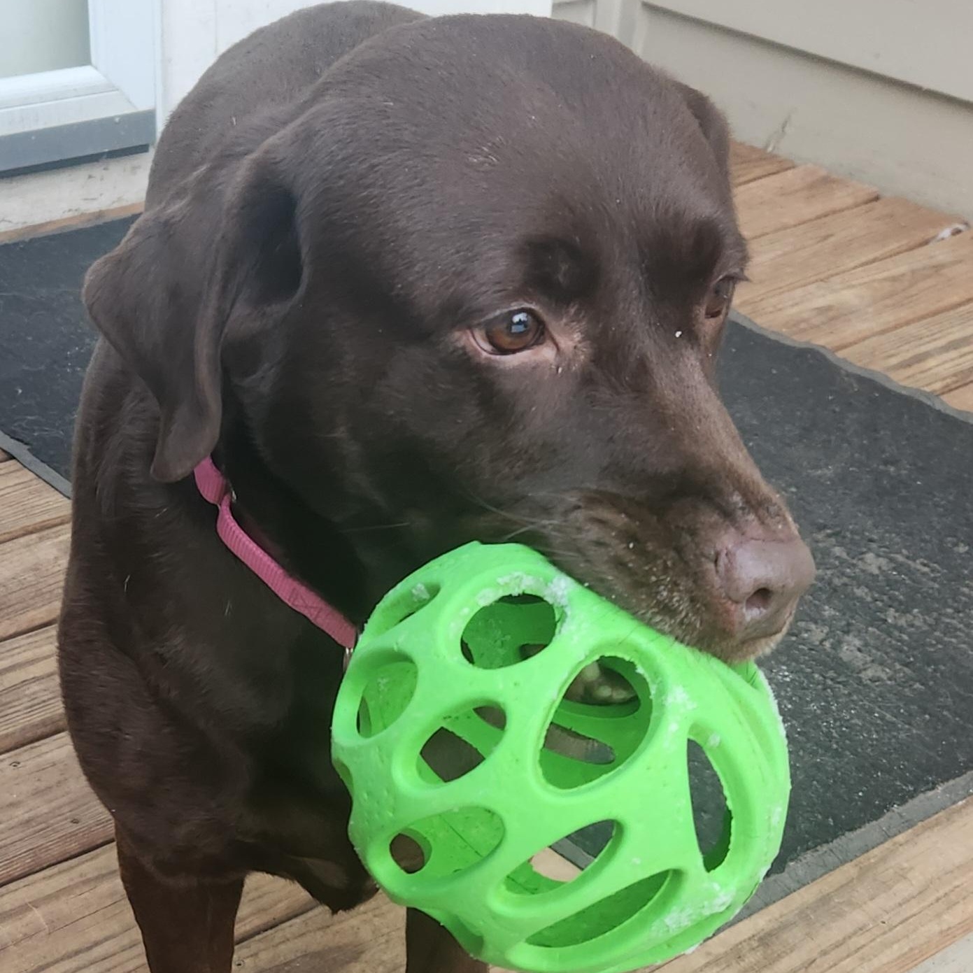 Enlarge Shane , a Adoptable Chocolate Labrador Retriever in Hartland, WI image 2/6