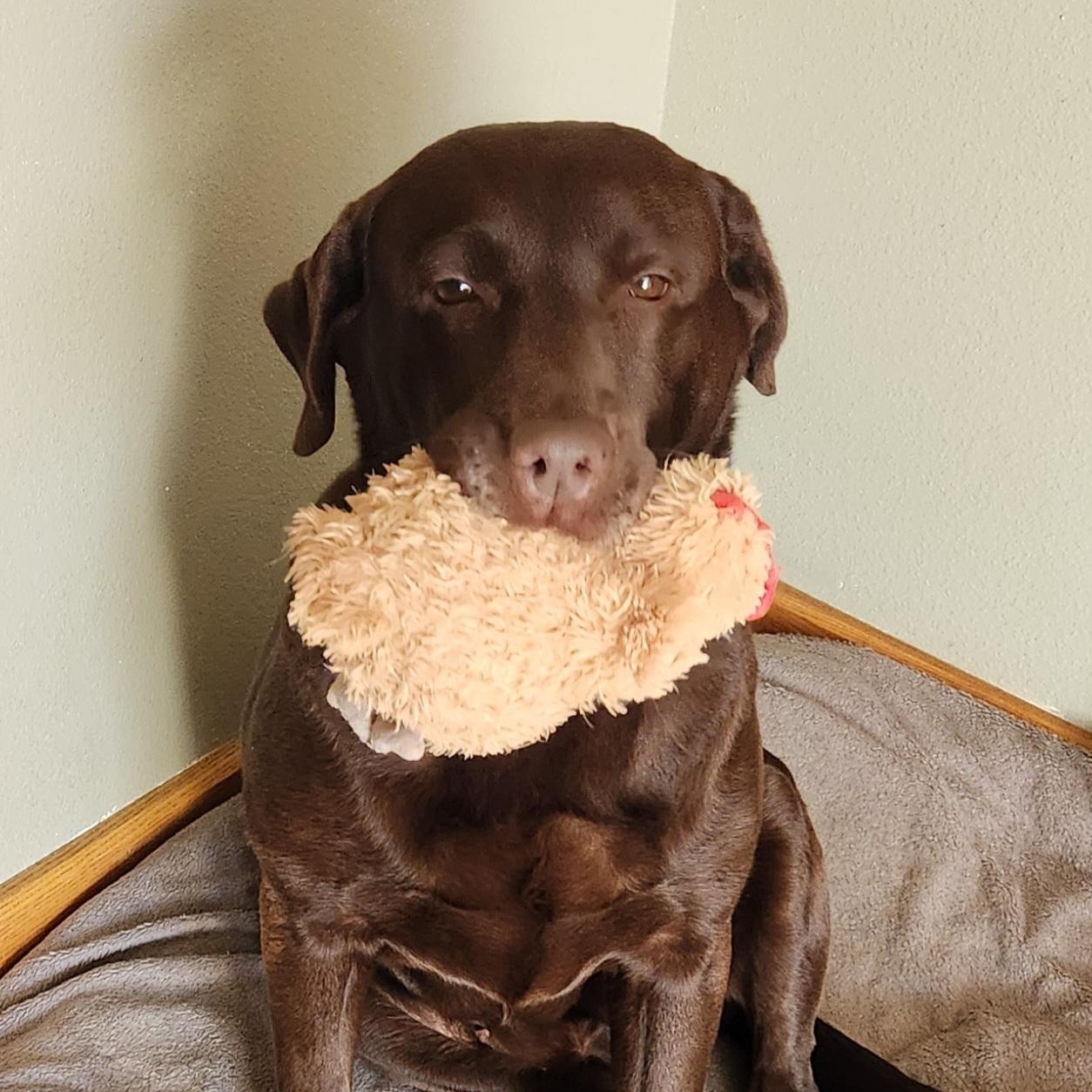 Enlarge Shane , a Adoptable Chocolate Labrador Retriever in Hartland, WI image 2/6