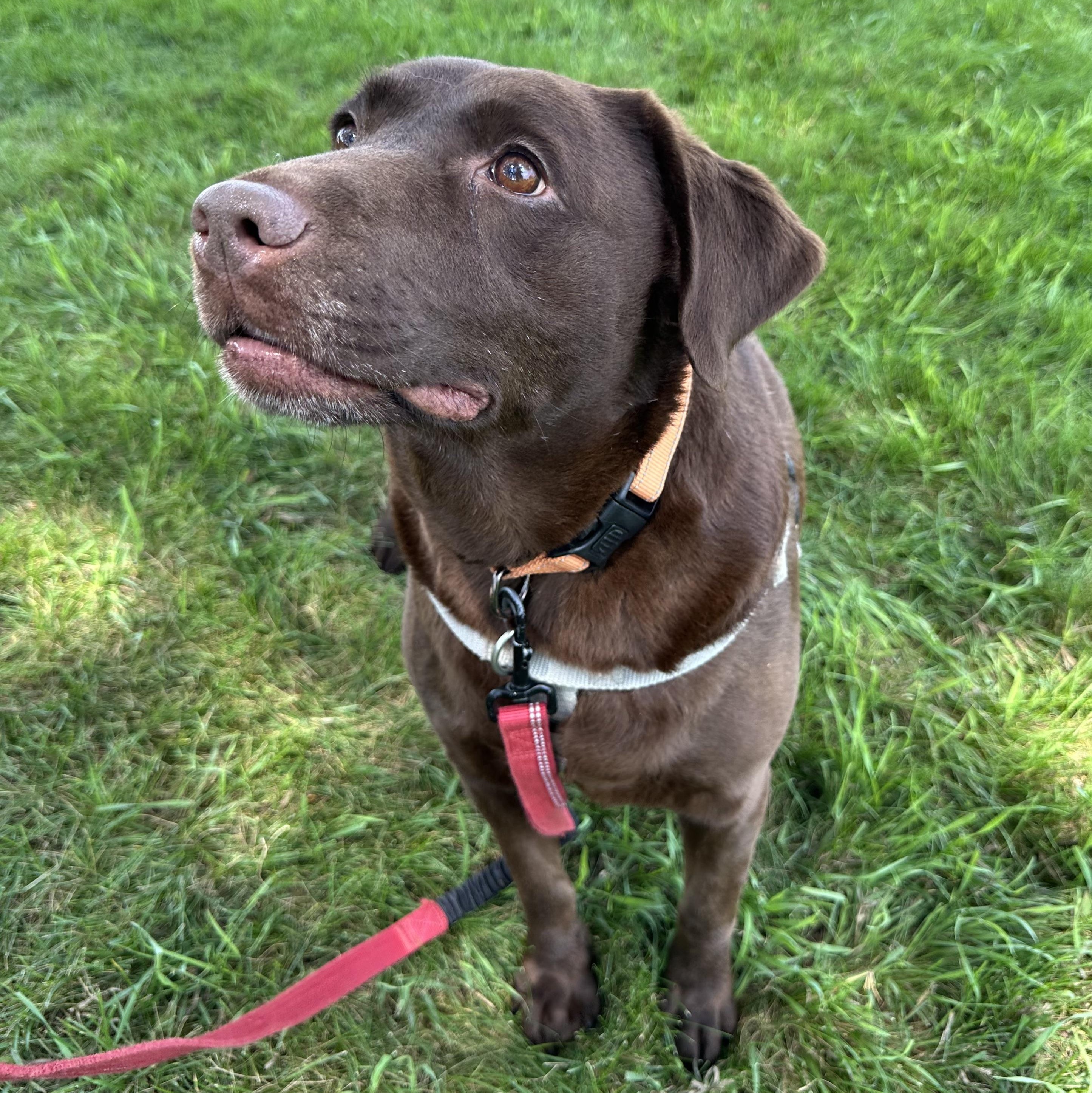 Shane - Foster Home Needed