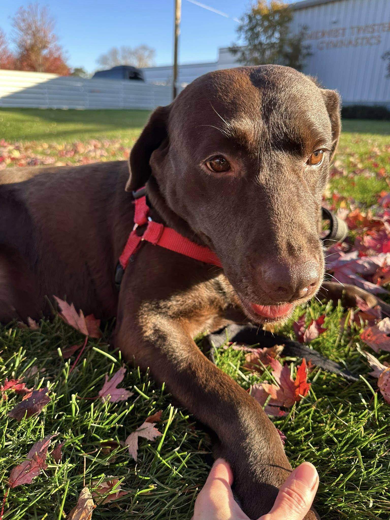 Shane - Foster Home Needed