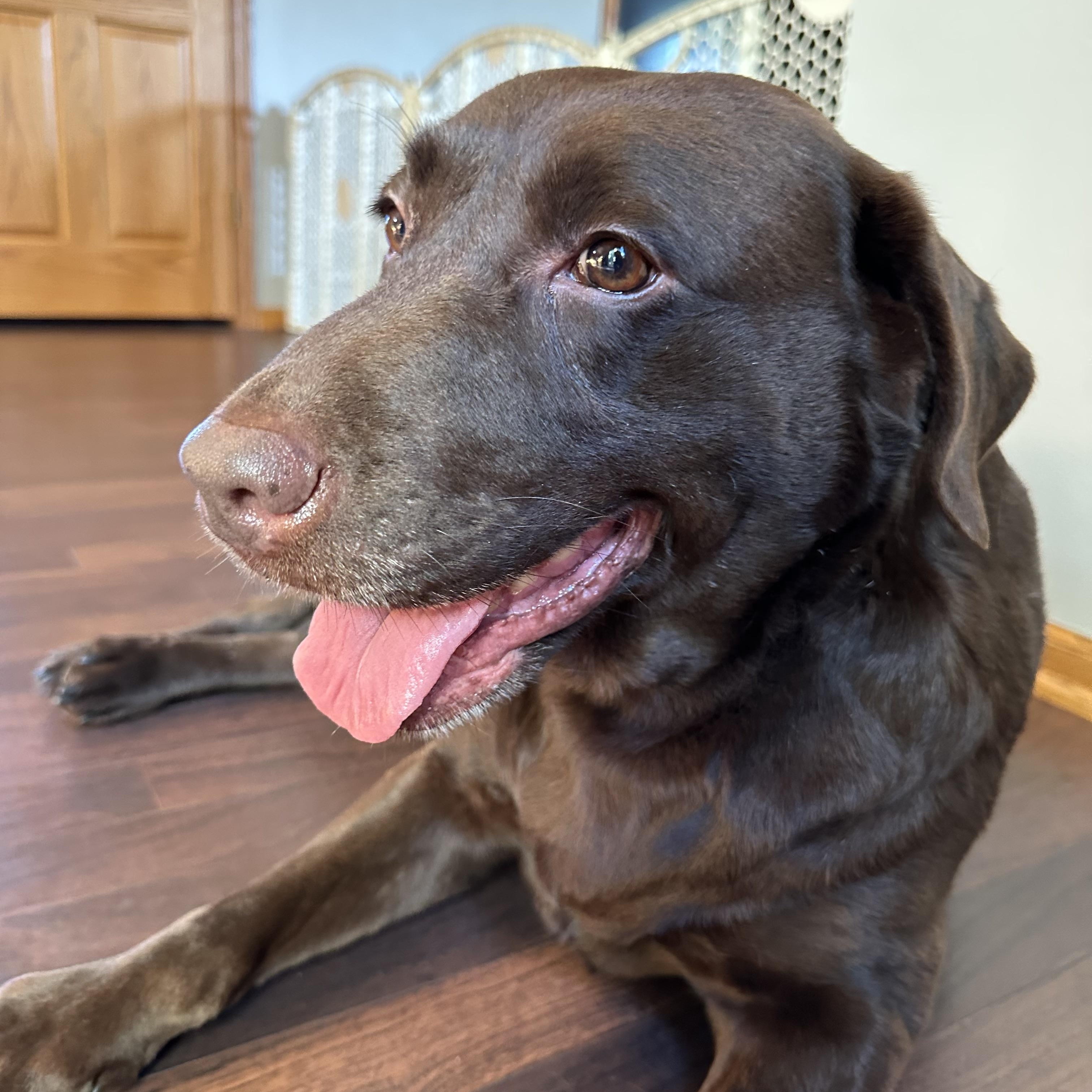 Shane - Foster Home Needed