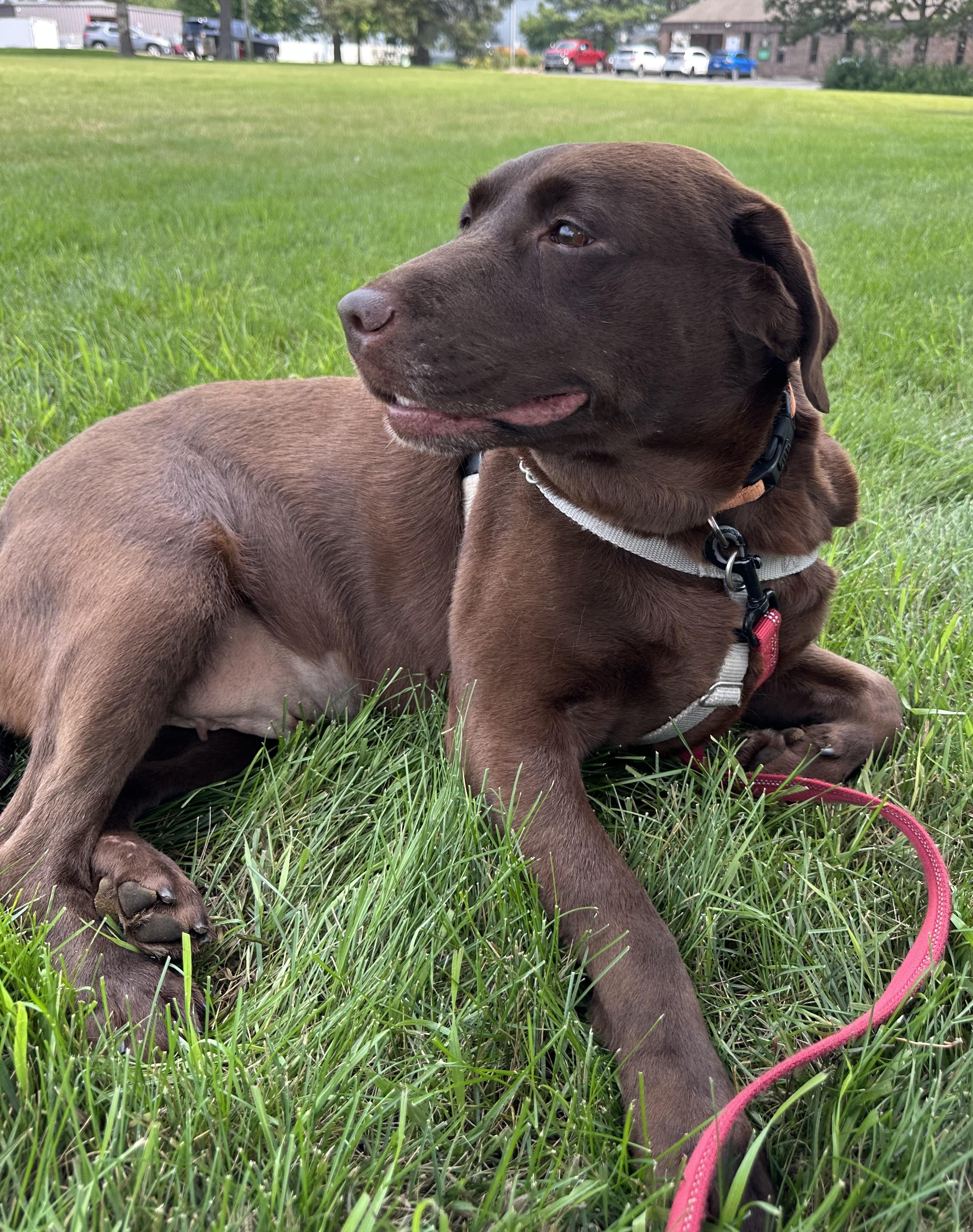Shane - Foster Home Needed