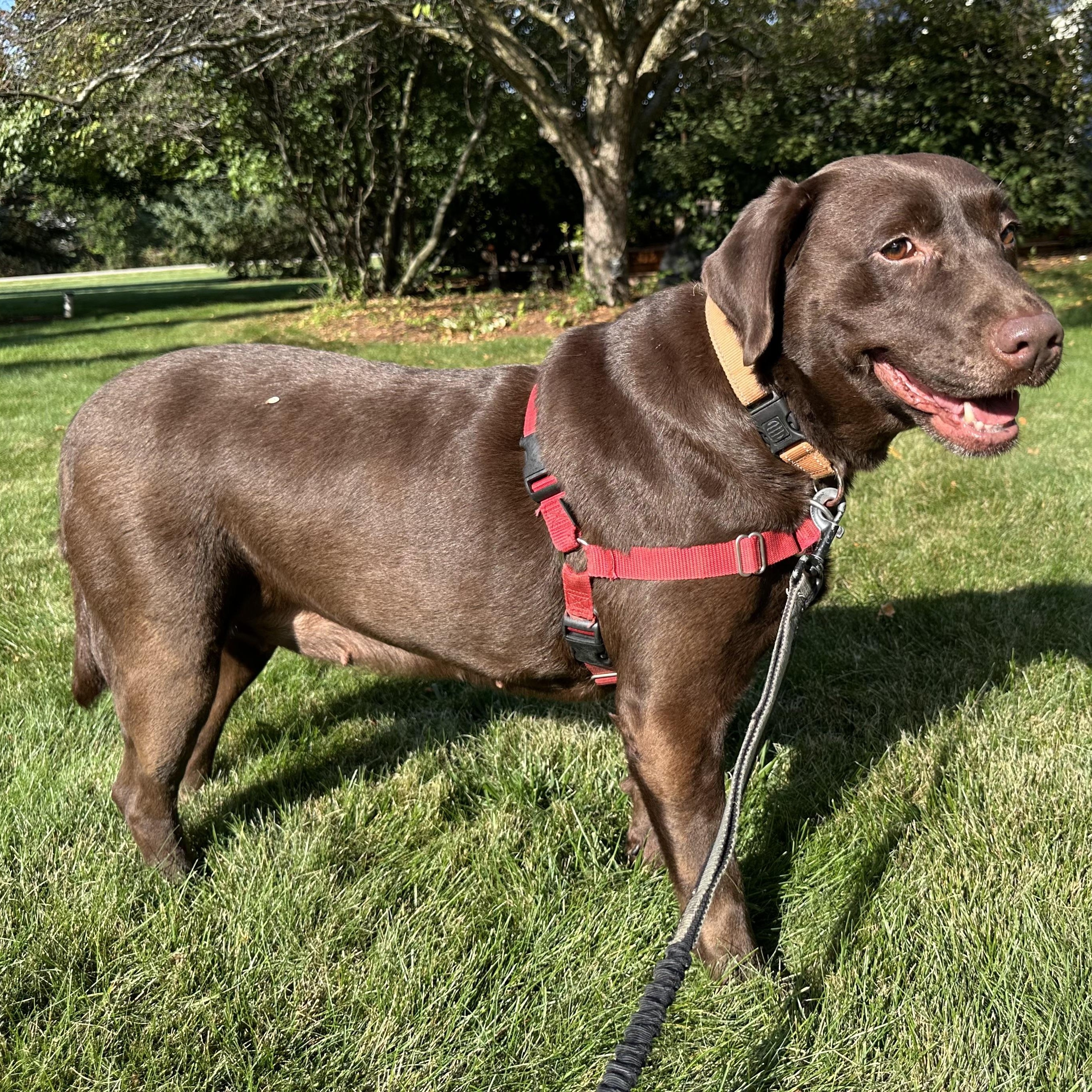 Shane - Foster Home Needed