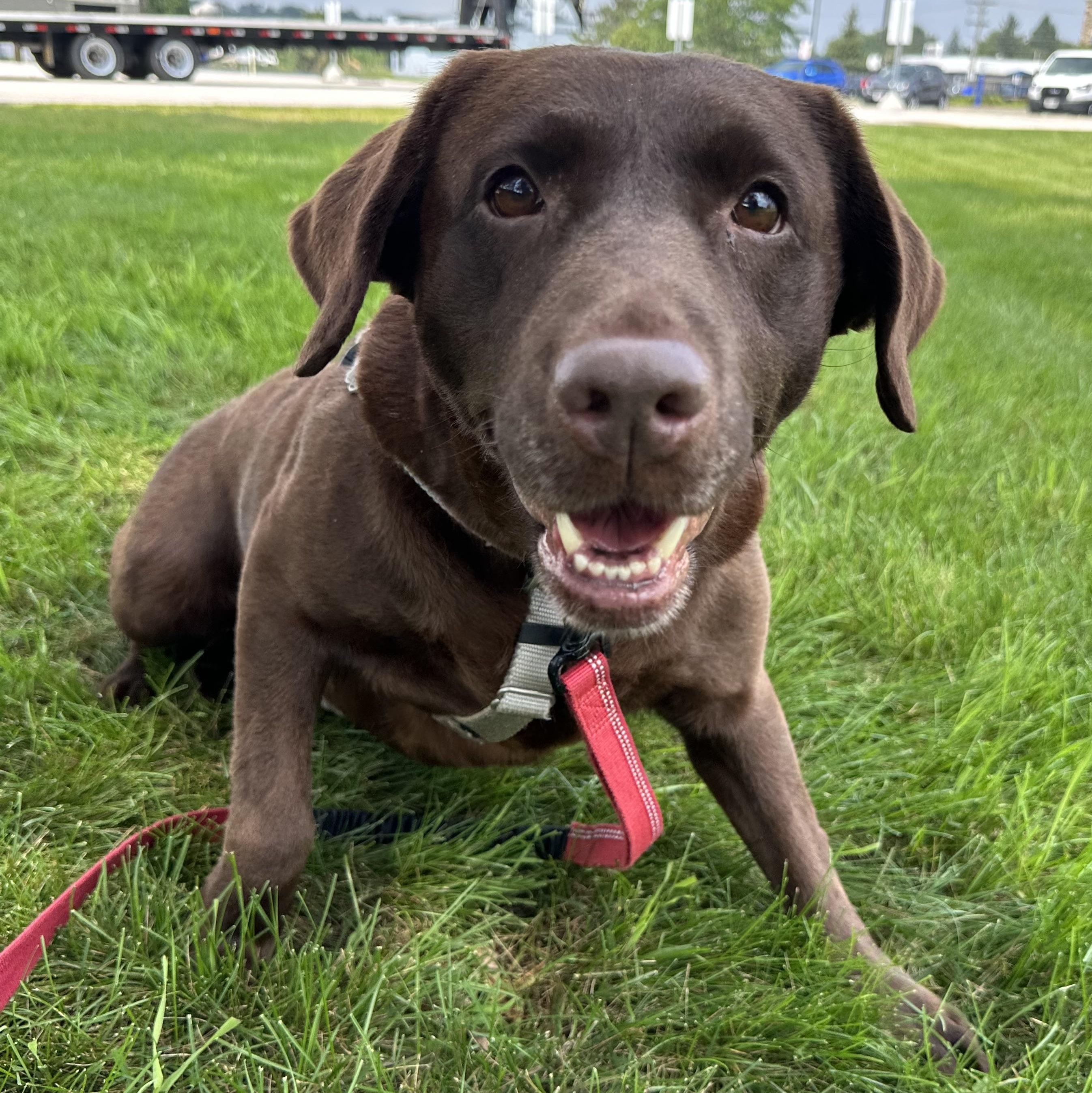 Shane - Foster Home Needed