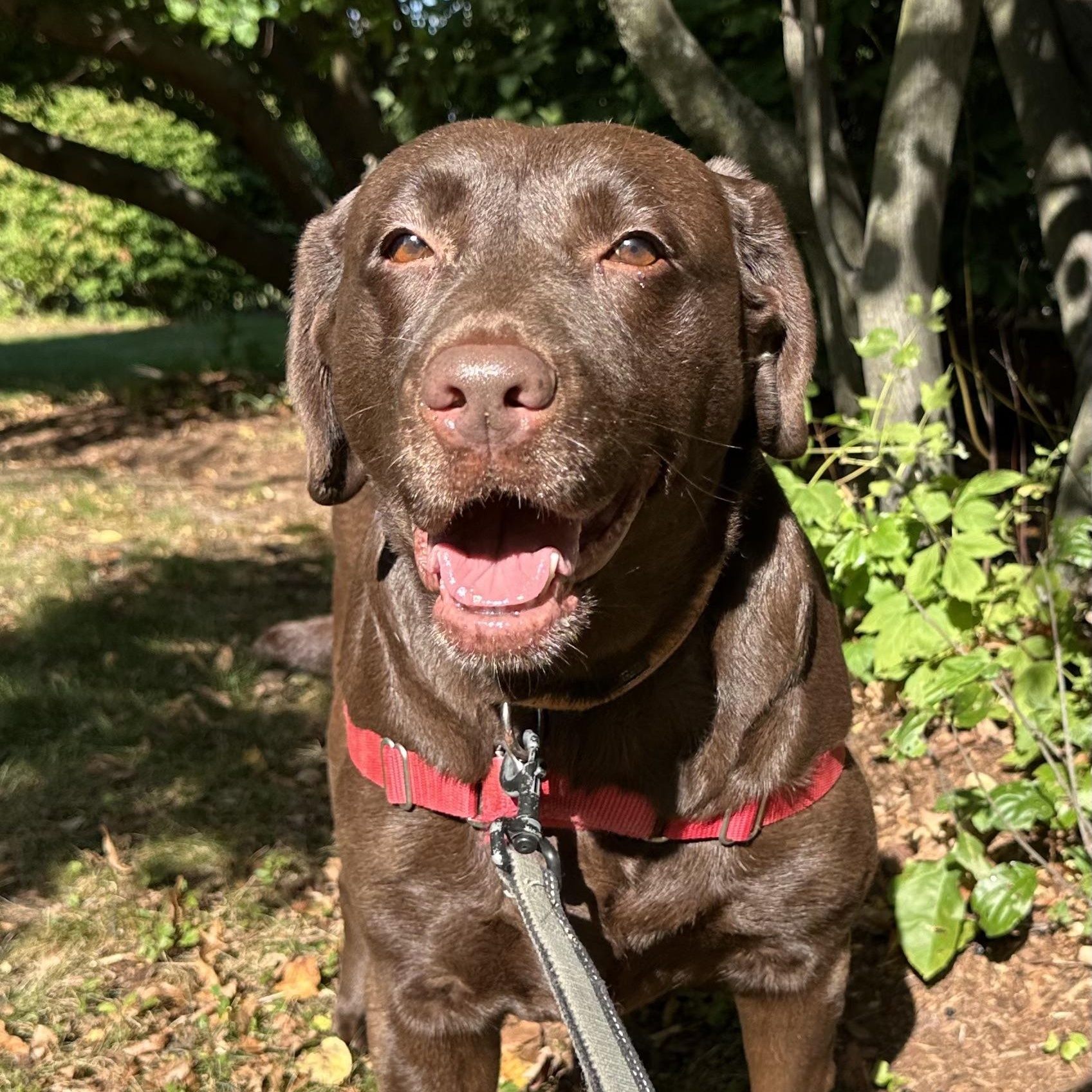 Shane - Foster Home Needed