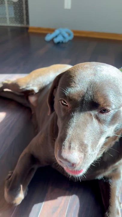 Enlarge Shane - Foster Home Needed, a Adoptable Chocolate Labrador Retriever in Hartland, WI video 5/6