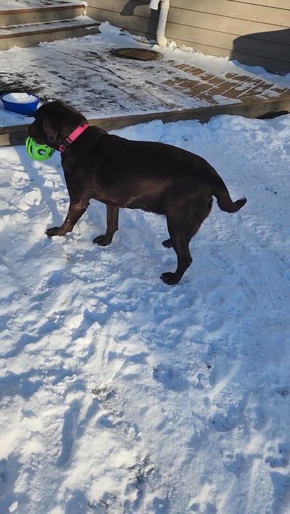 Enlarge Shane , a Adoptable Chocolate Labrador Retriever in Hartland, WI video 6/6