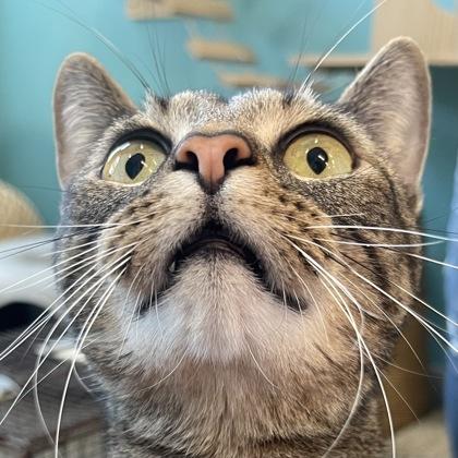 Reno, Adoptable, Young Male Domestic Short Hair.