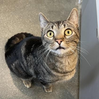 Enlarge Reno, a Adoptable Domestic Short Hair in Janesville, WI image 2/3