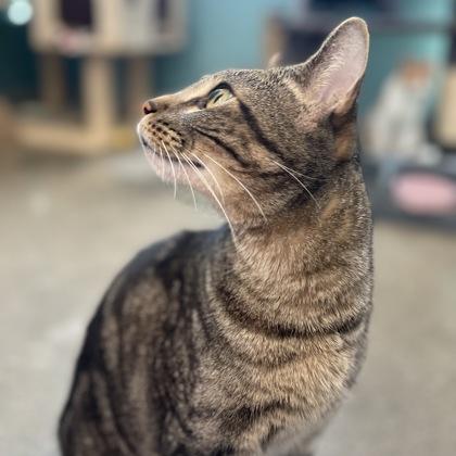 Enlarge Reno, a Adoptable Domestic Short Hair in Janesville, WI image 3/3