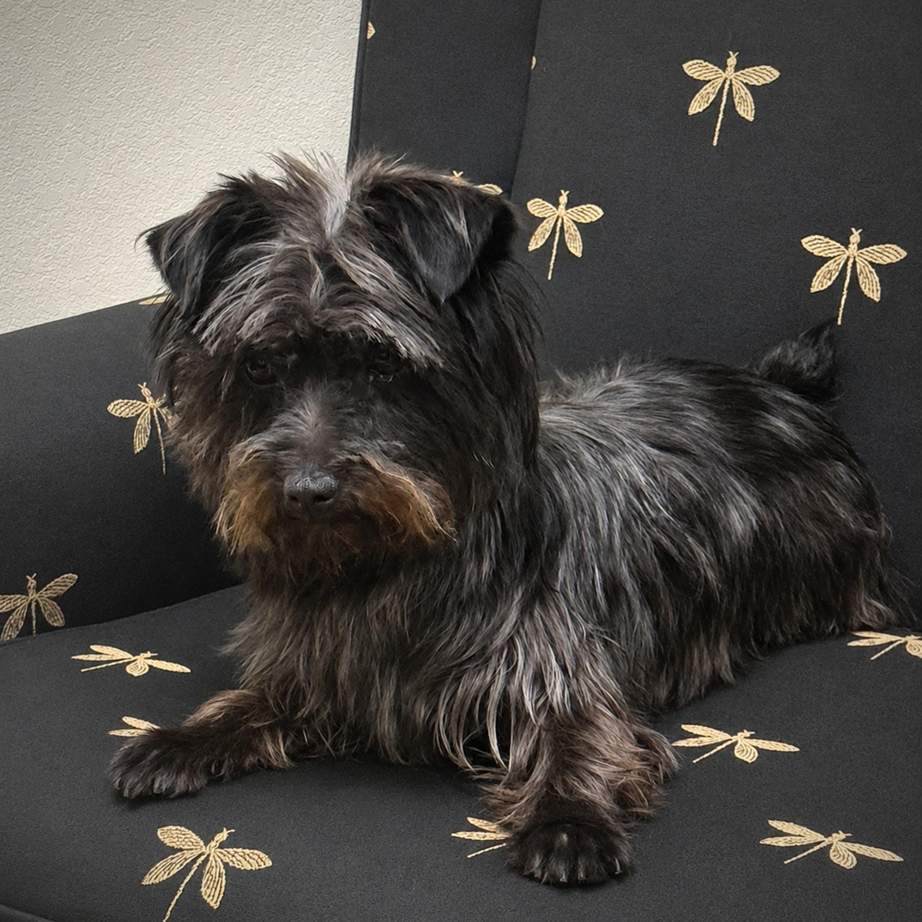 Enlarge Buttons, an adopted mixed breed in Albuquerque, NM image 1/1