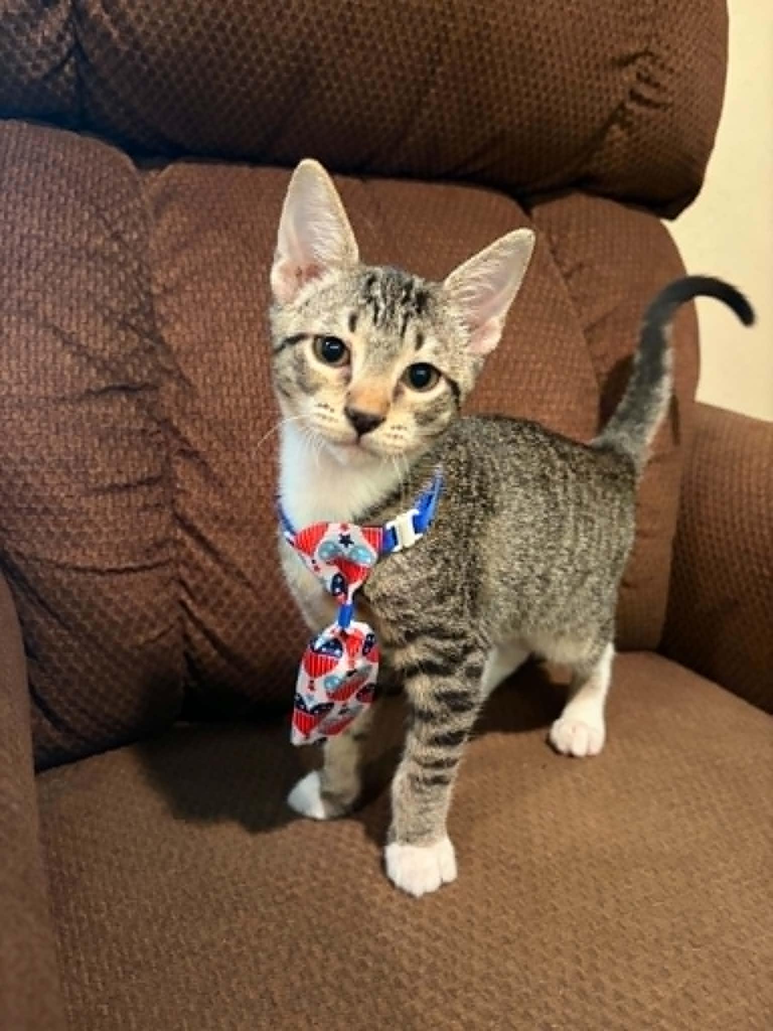 Bugs, a ADOPTABLE Domestic Short Hair in Mansfield, TX image 1/2