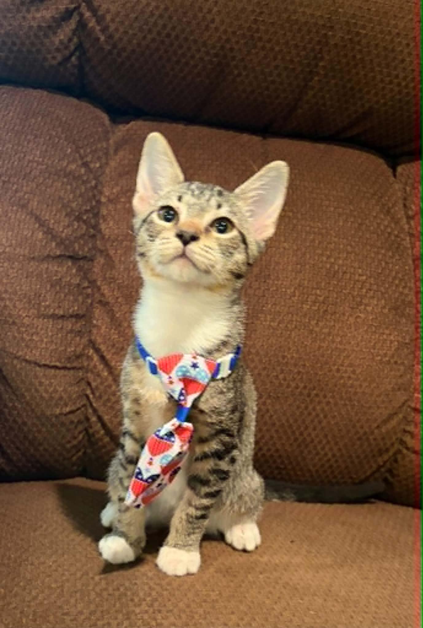 Bugs, a ADOPTABLE Domestic Short Hair in Mansfield, TX image 2/2