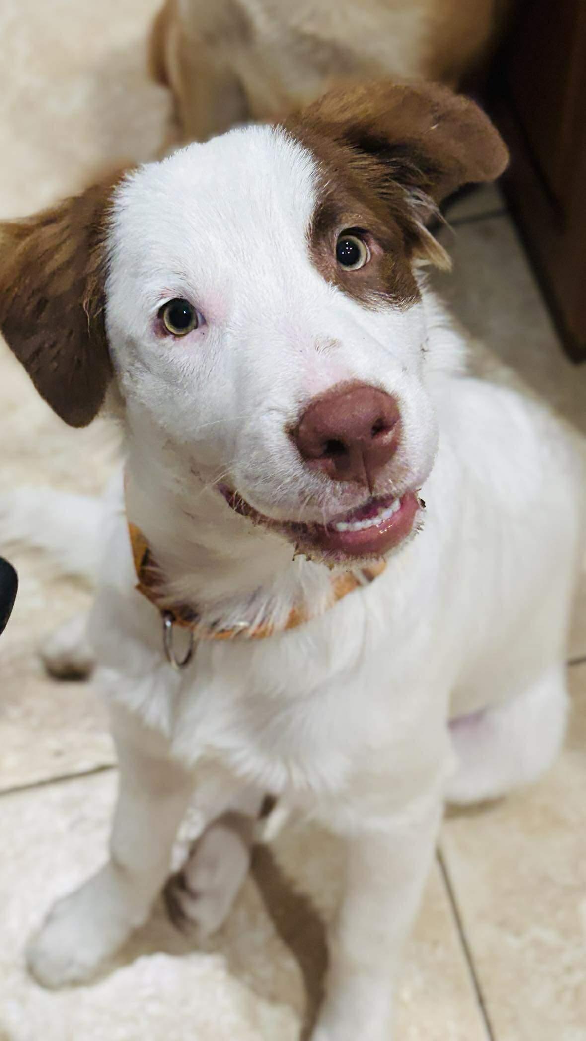 Patches, a Adoptable mixed breed in Niagara Falls, NY image 1/6