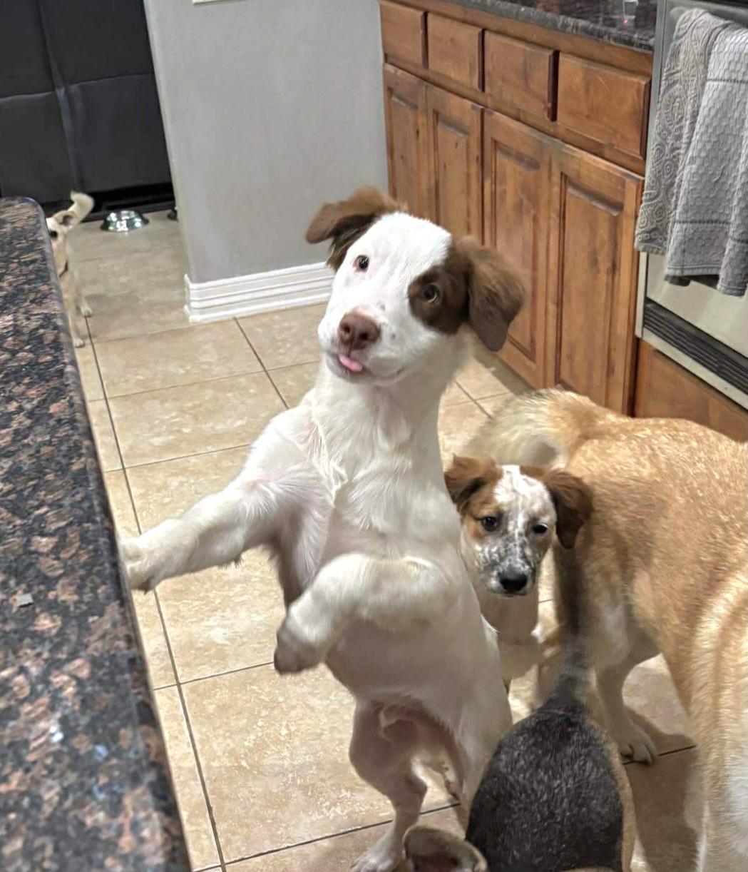 Patches, a Adoptable mixed breed in Niagara Falls, NY image 3/6