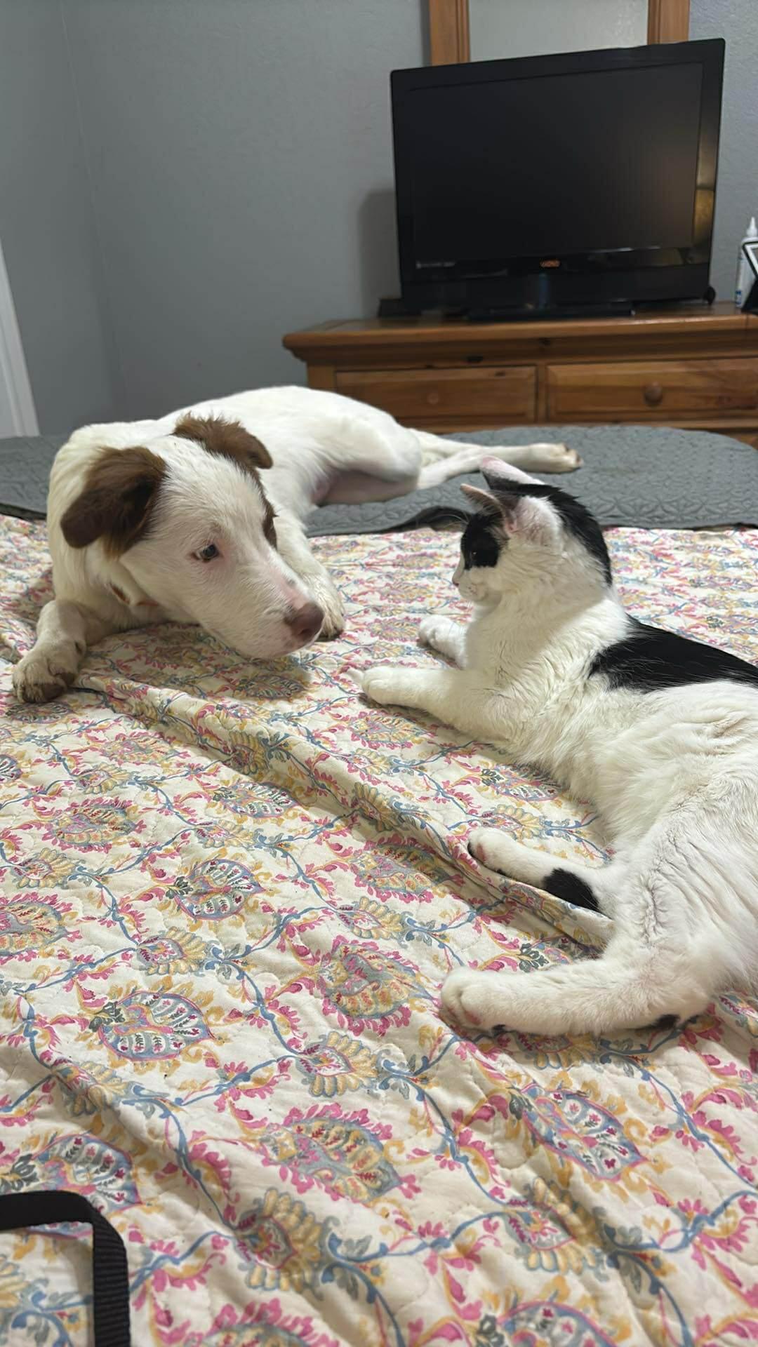 Patches, a Adoptable mixed breed in Niagara Falls, NY image 2/6