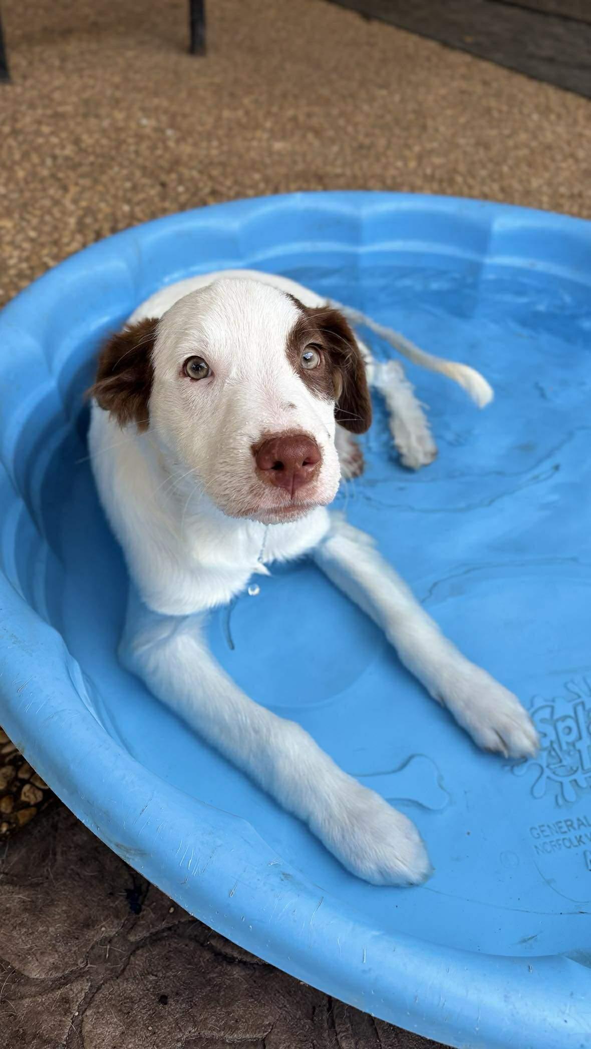 Patches, a Adoptable mixed breed in Niagara Falls, NY image 4/6