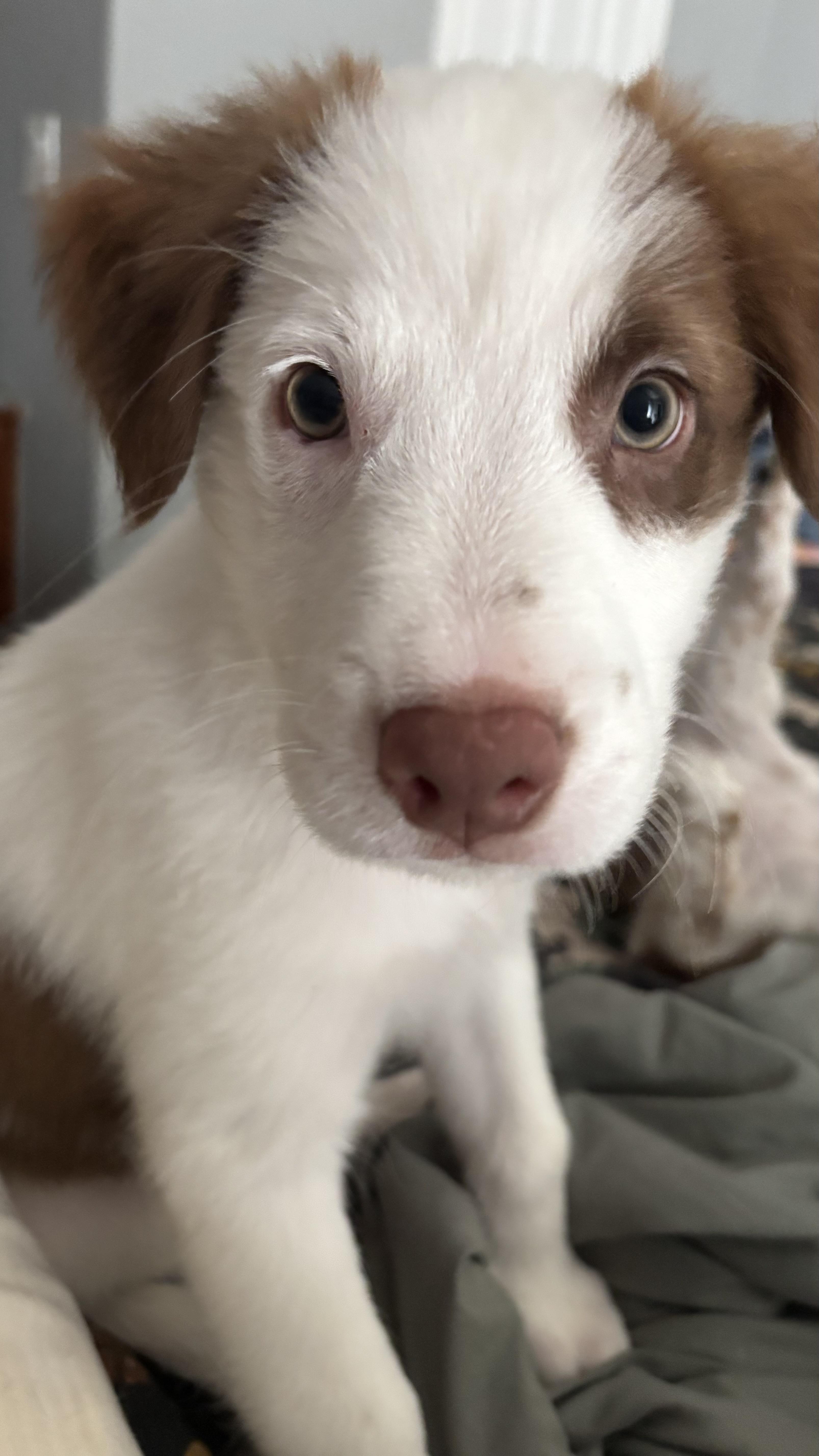 Patches, a Adoptable mixed breed in Niagara Falls, NY image 6/6