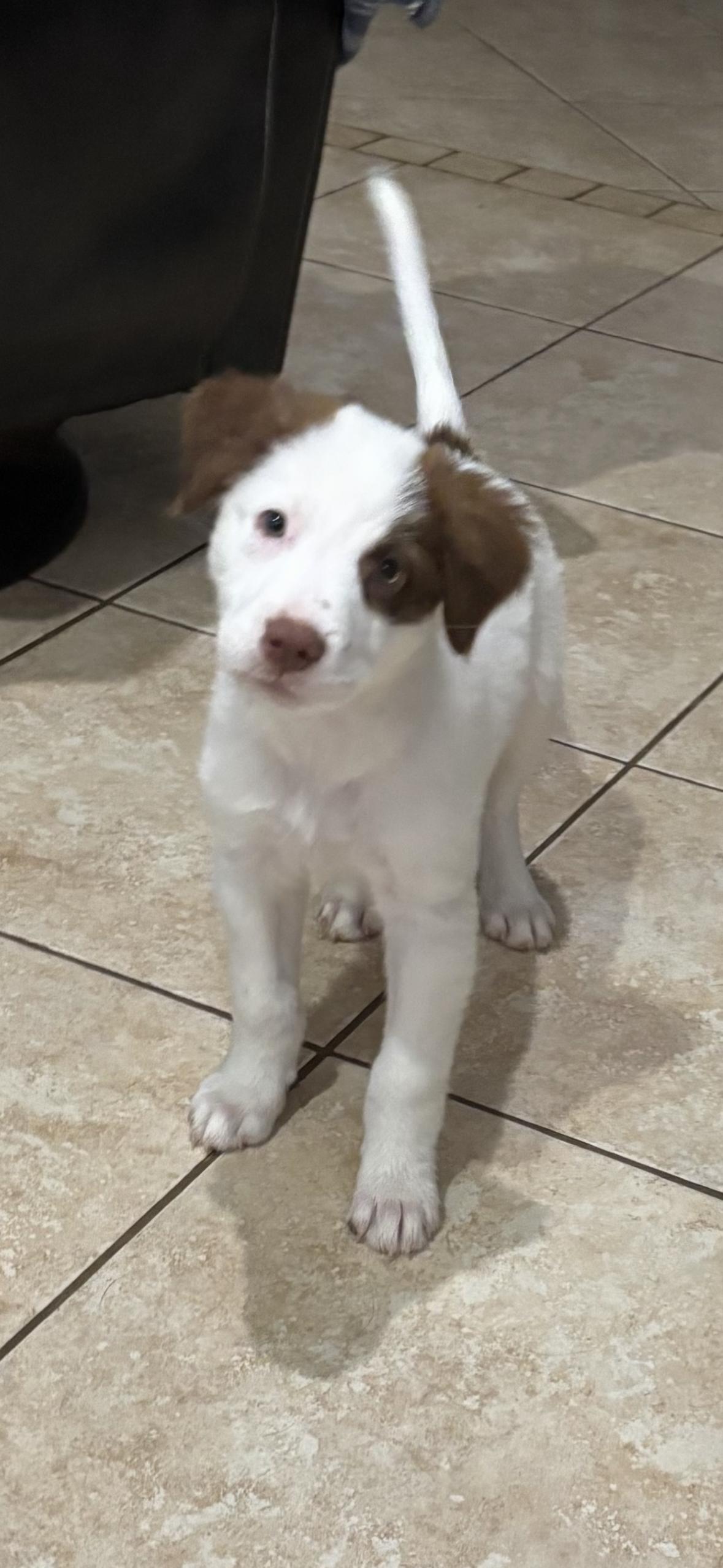 Patches, a Adoptable mixed breed in Niagara Falls, NY image 5/6