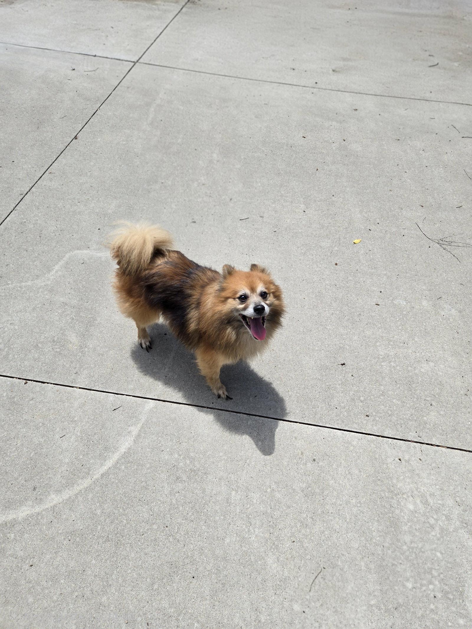 Enlarge Tiki, a Adopted Pomeranian in Maquoketa, IA image 1/1