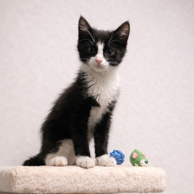 Junior, Adoptable, Kitten Male Tuxedo & Domestic Short Hair.