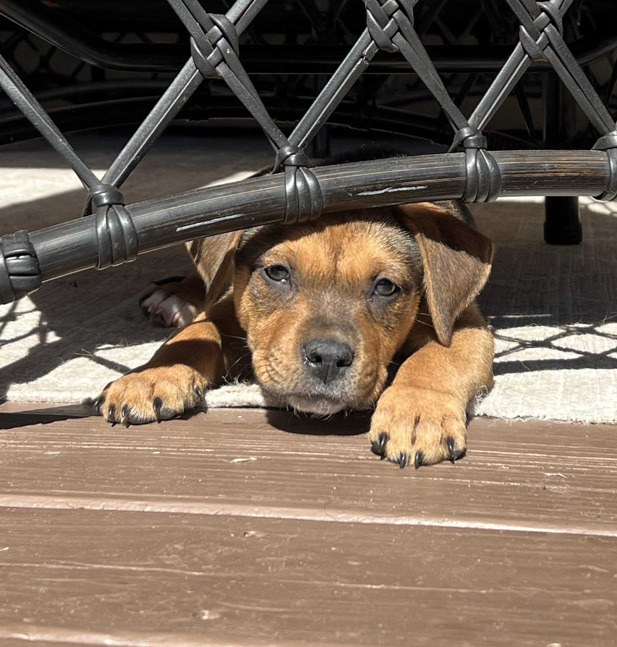 Stanley, a ADOPTABLE mixed breed in St Augustine, FL image 2/5