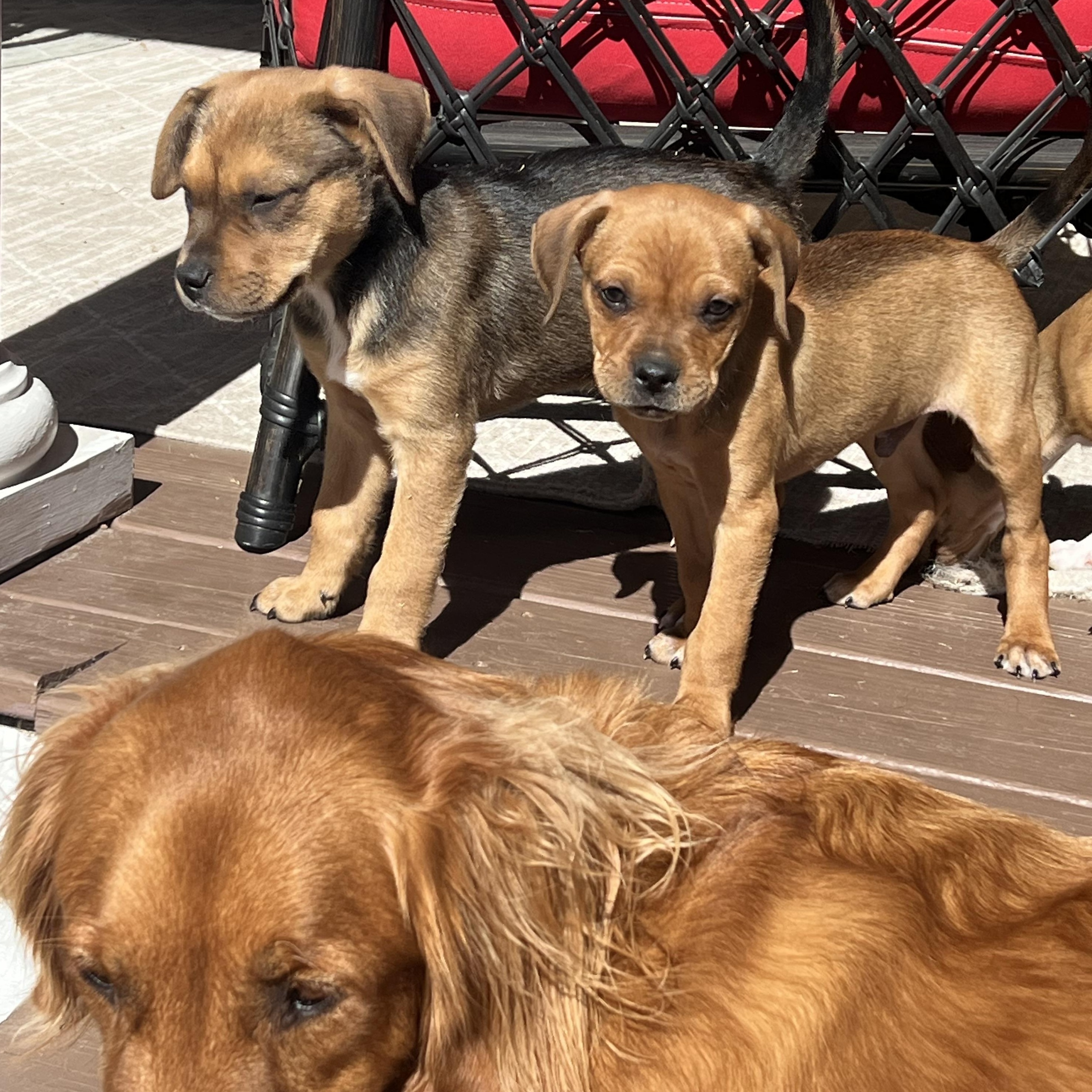 Stanley, a ADOPTABLE mixed breed in St Augustine, FL image 5/5