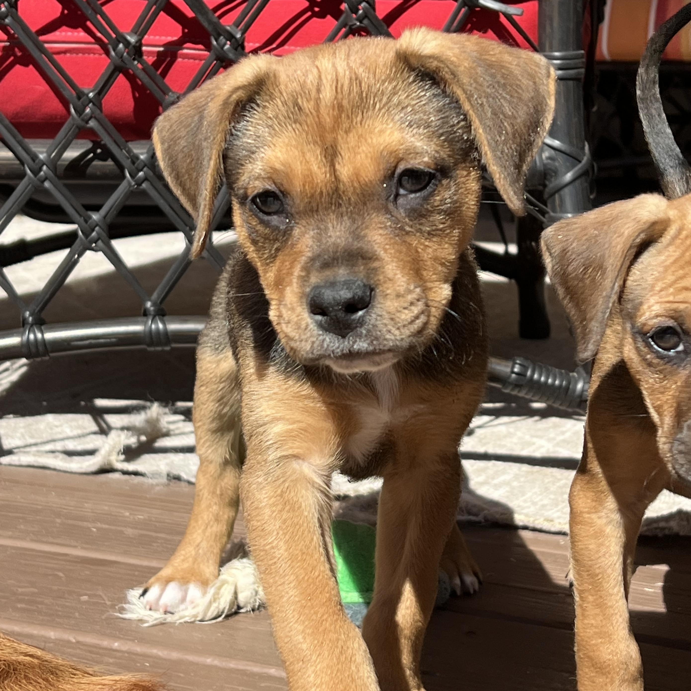 Stanley, a ADOPTABLE mixed breed in St Augustine, FL image 1/5