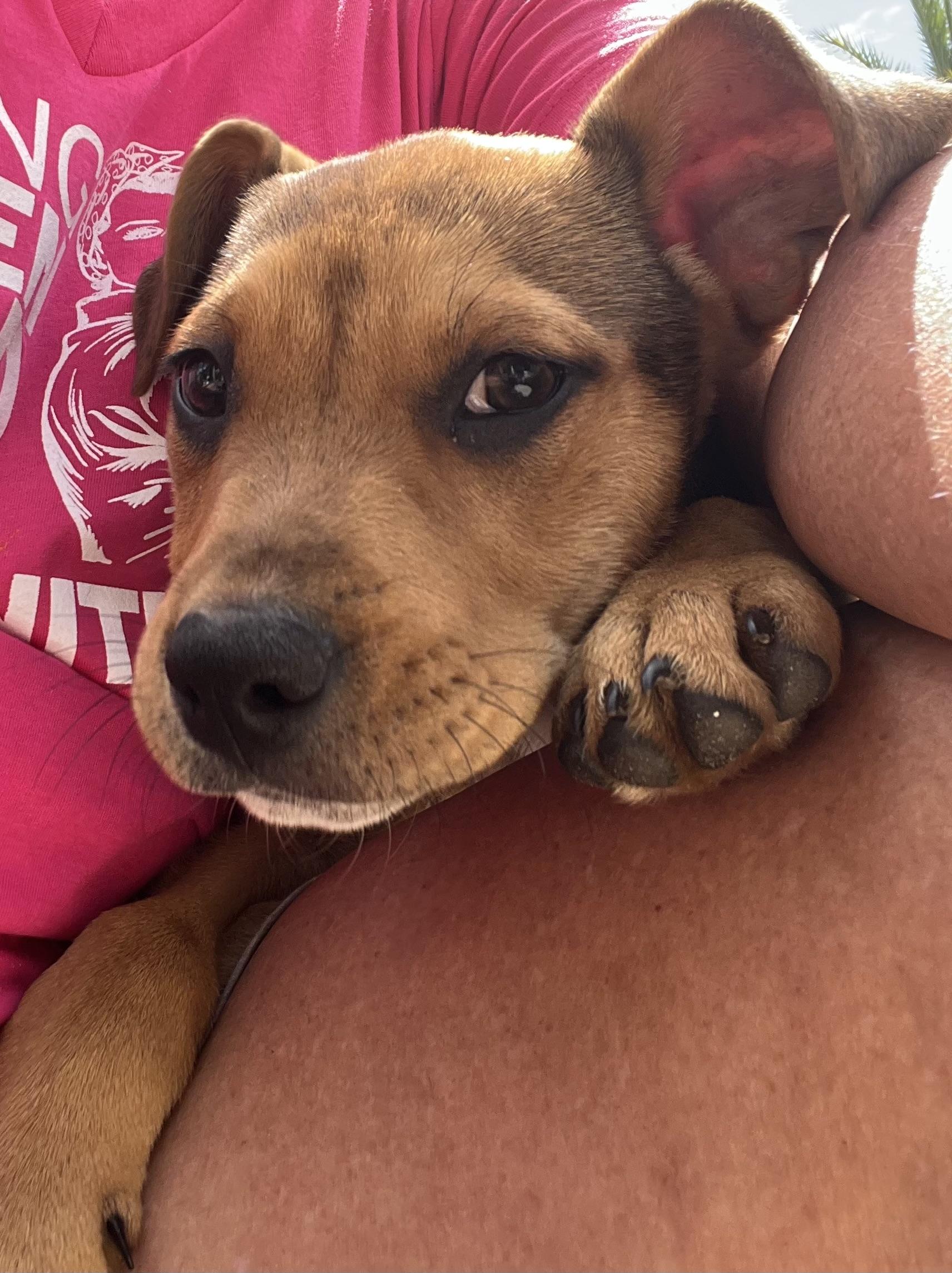 Enlarge Stanley, an adopted mixed breed in St Augustine, FL image 1/6