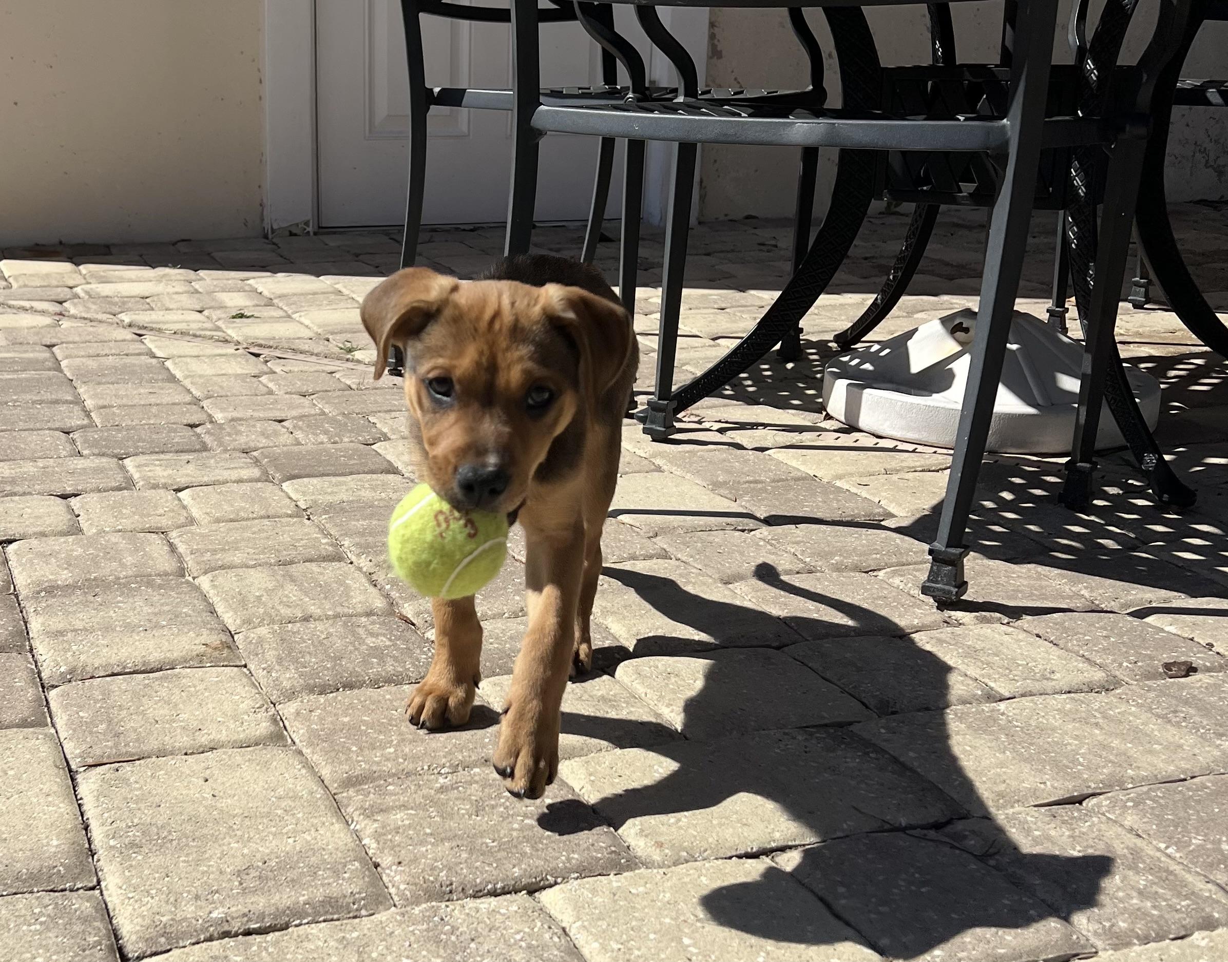 Stanley, a ADOPTABLE mixed breed in St Augustine, FL image 3/5