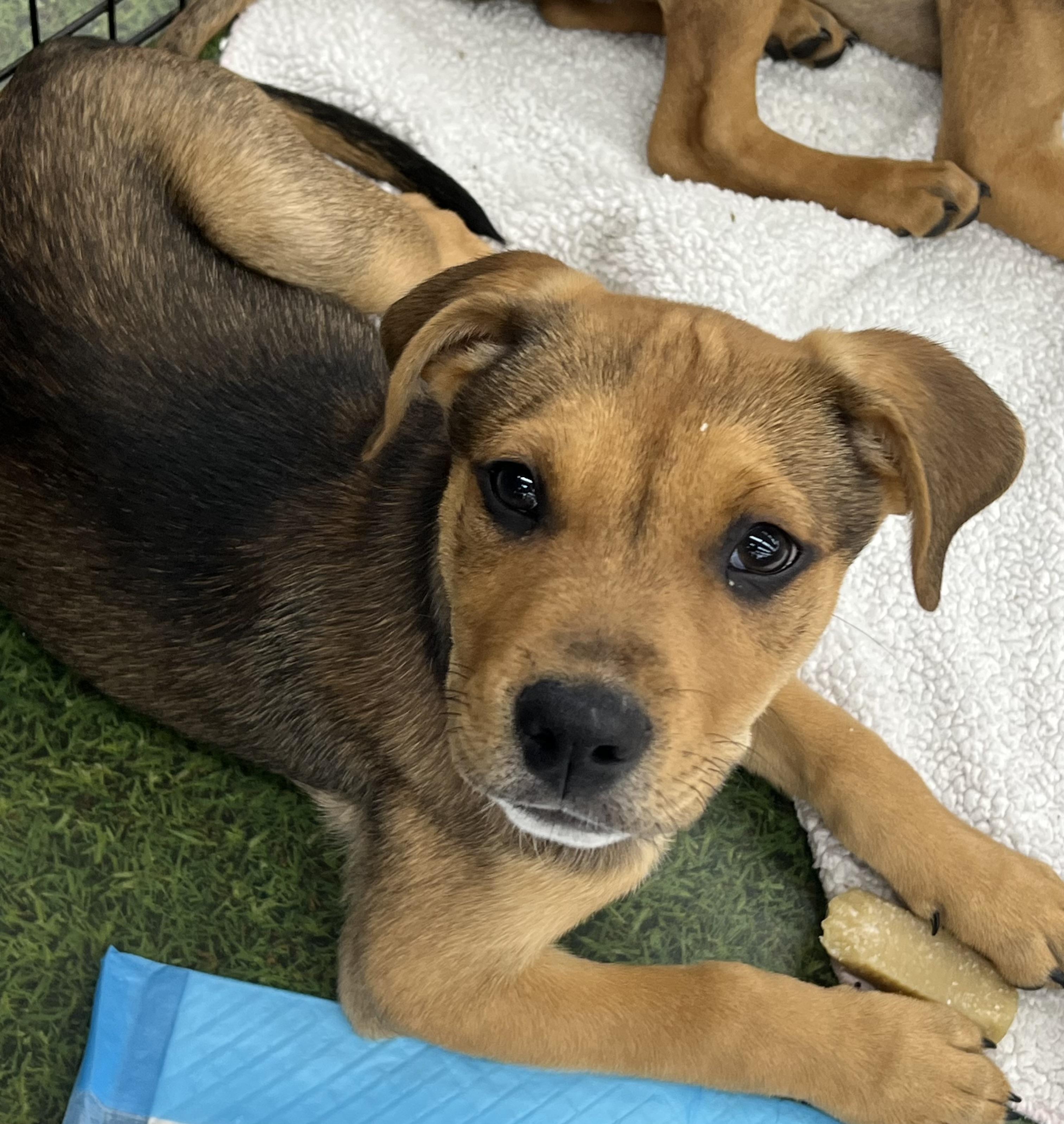 Enlarge Stanley, an adopted mixed breed in St Augustine, FL image 2/6