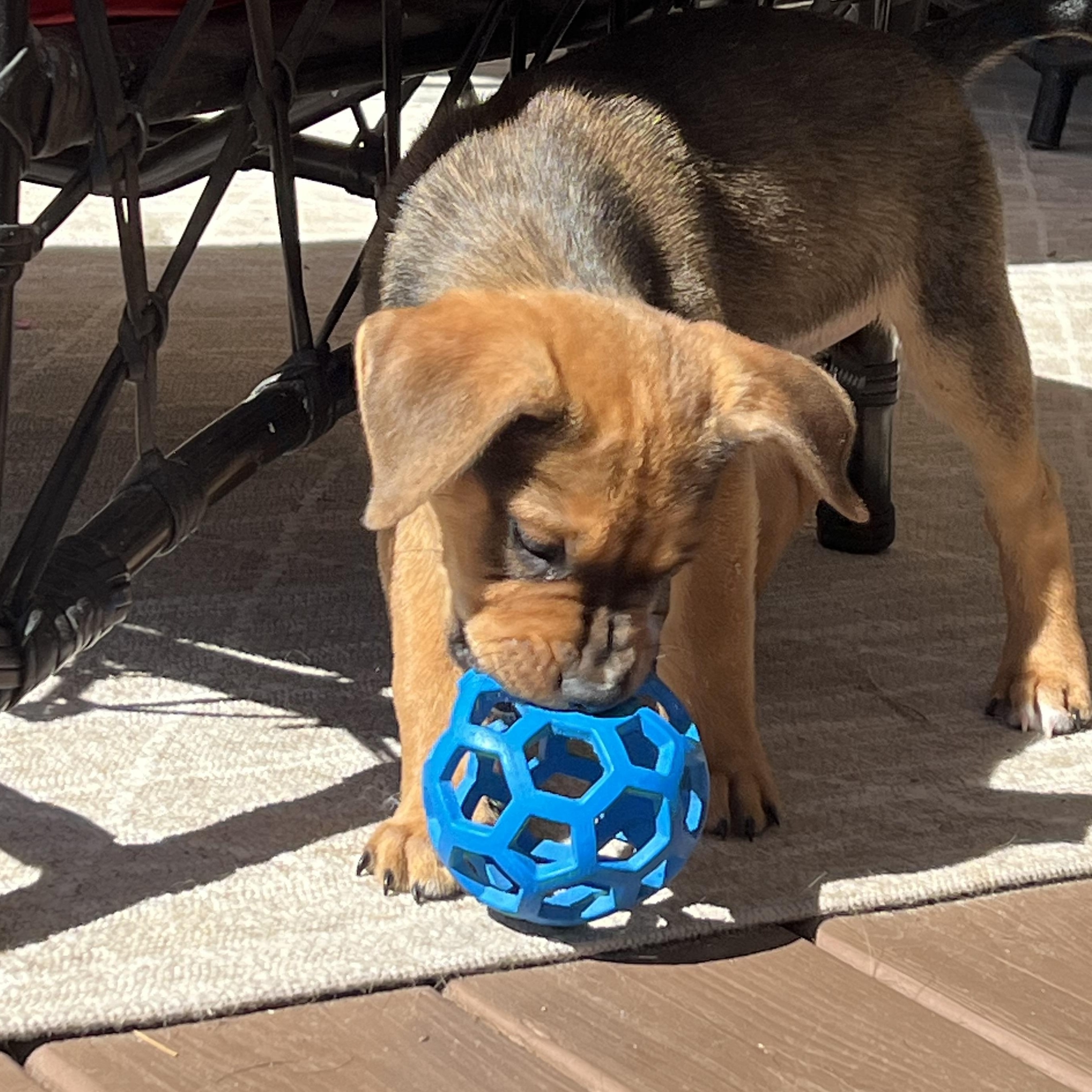 Stanley, a ADOPTABLE mixed breed in St Augustine, FL image 4/5