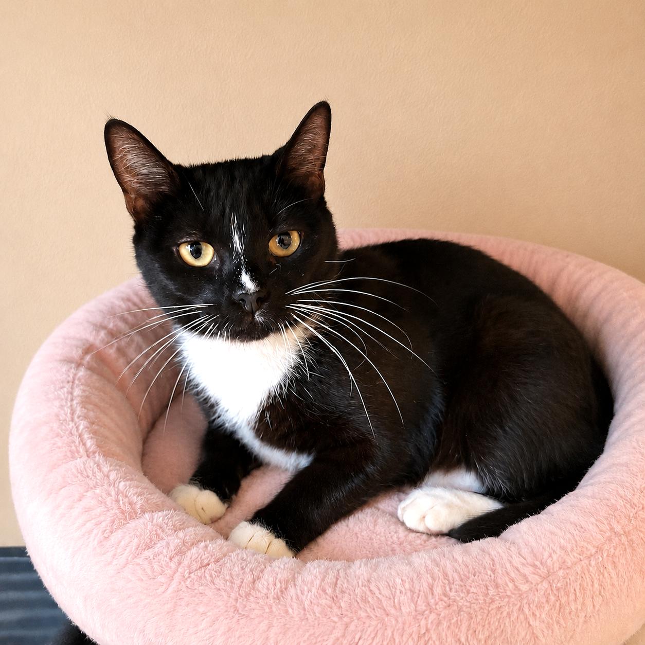 Hadley, a ADOPTABLE mixed breed in Long Beach, WA image 3/3