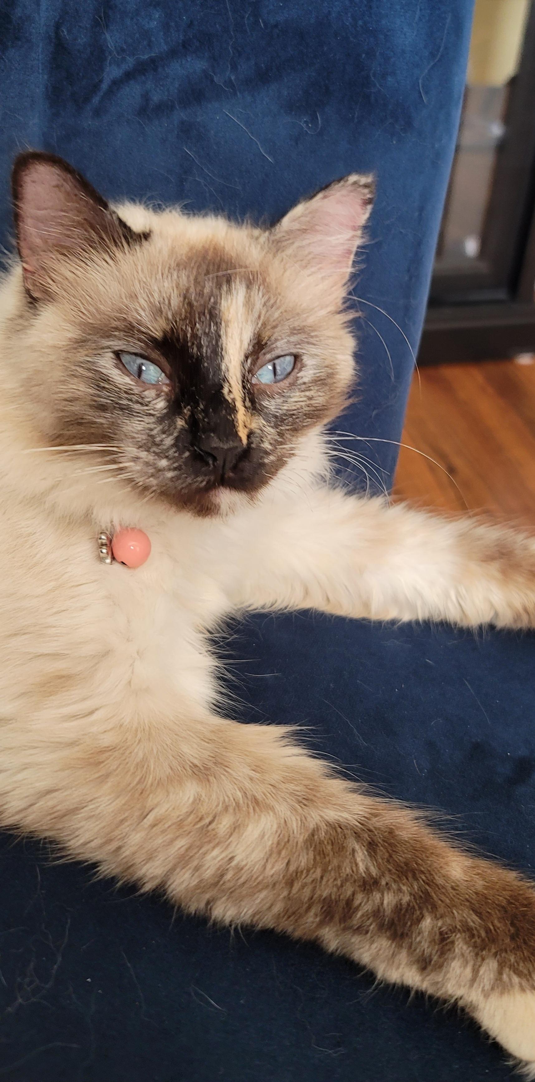 Enlarge Maisie, an adopted Ragdoll in Houston, TX image 2/2