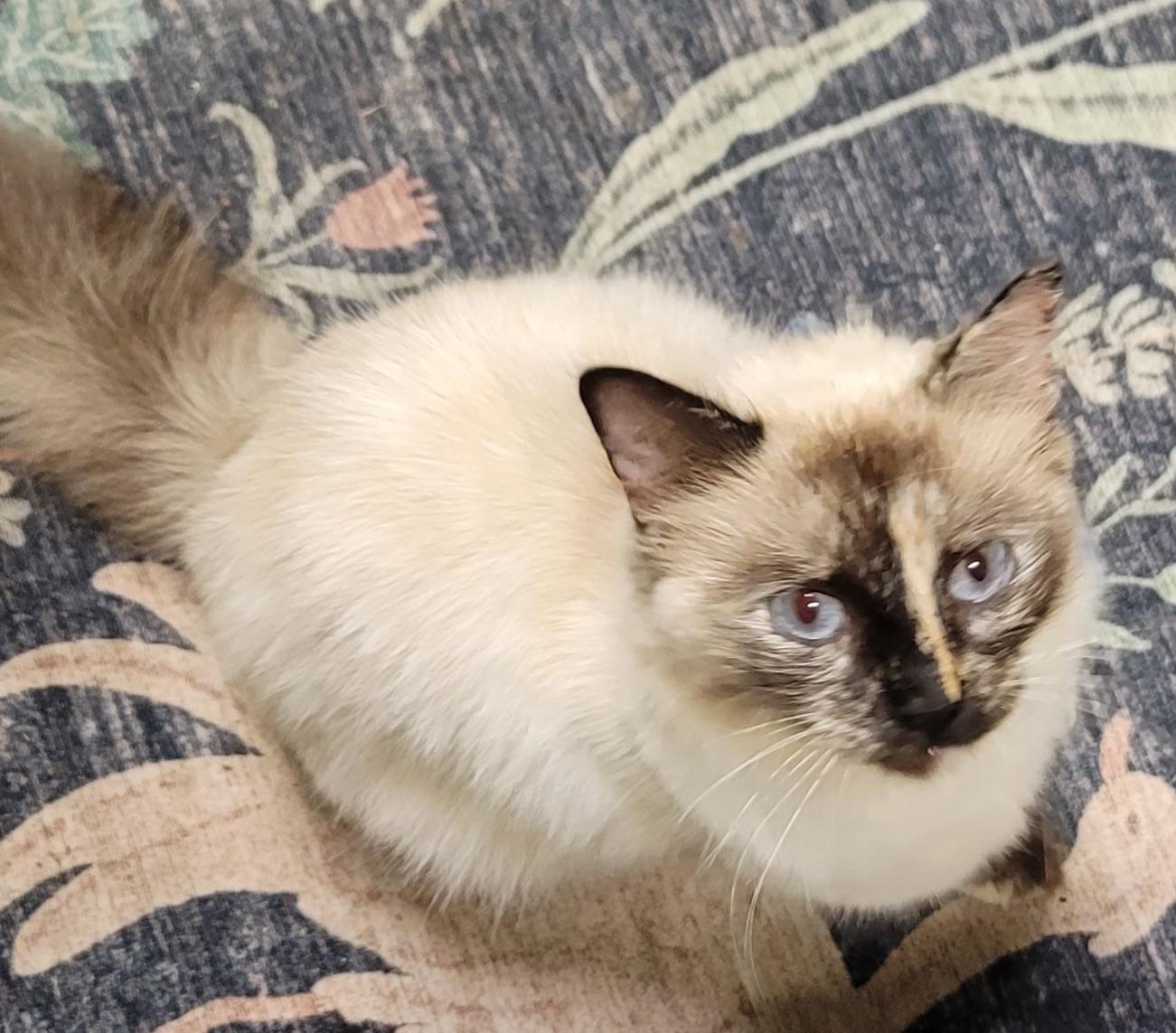 Maisie, adopted, Young Female Ragdoll.
