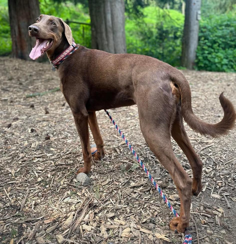 Apollo, Adoptable, Adult Male Doberman Pinscher.