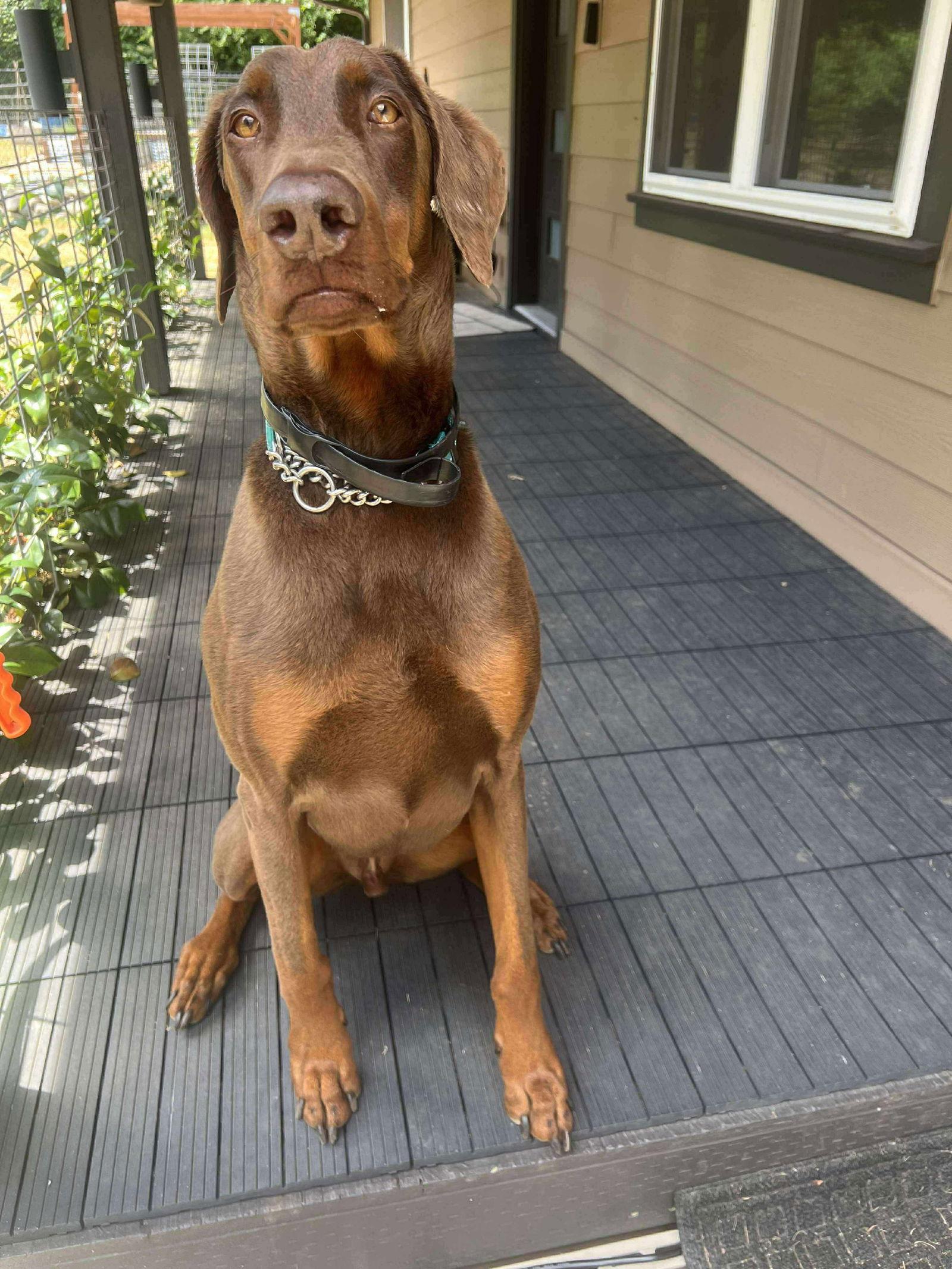 Apollo, a Adoptable Doberman Pinscher in Bothell, WA image 2/3