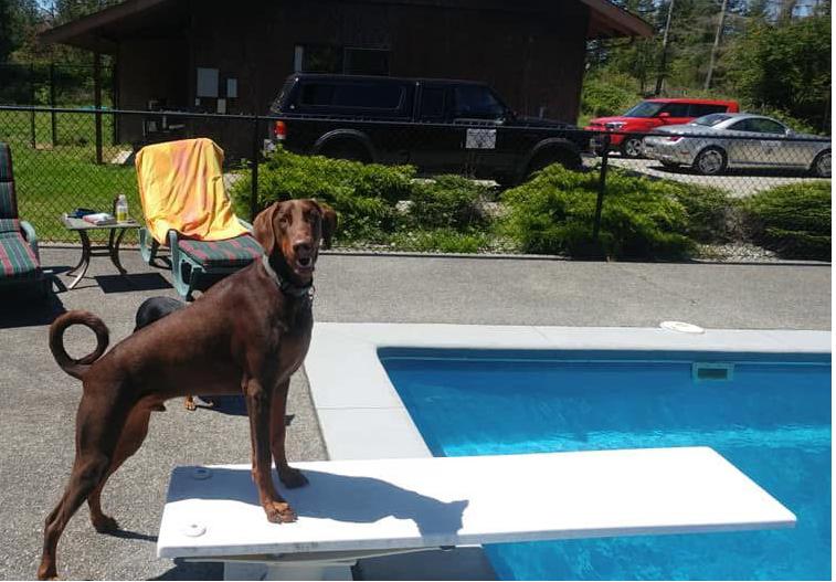 Enlarge Apollo, a Adoptable Doberman Pinscher in Bothell, WA image 3/3