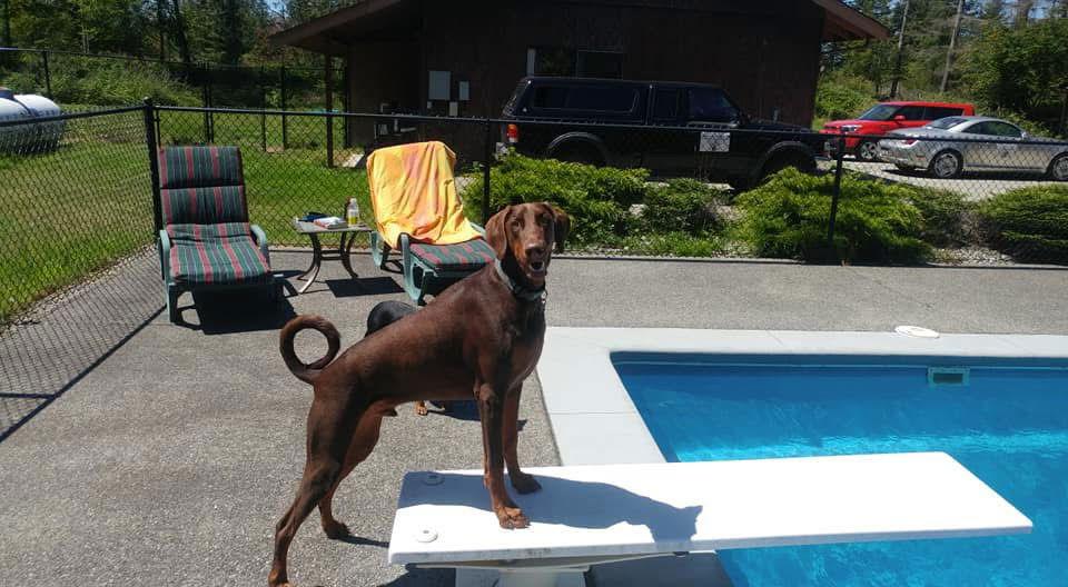 Apollo, a Adoptable Doberman Pinscher in Bothell, WA image 3/3