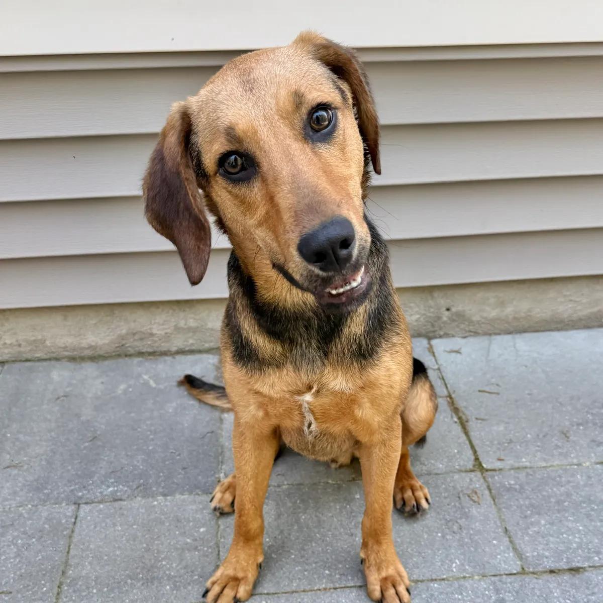 Enlarge Benjamin, a ADOPTABLE mixed breed in Mount Pleasant, SC image 1/1