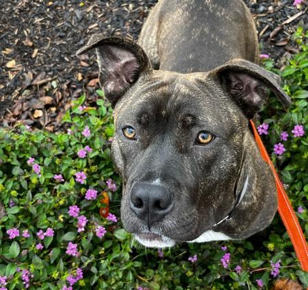 CHASSY, Adoptable, Adult Female Pit Bull Terrier & Mixed Breed.